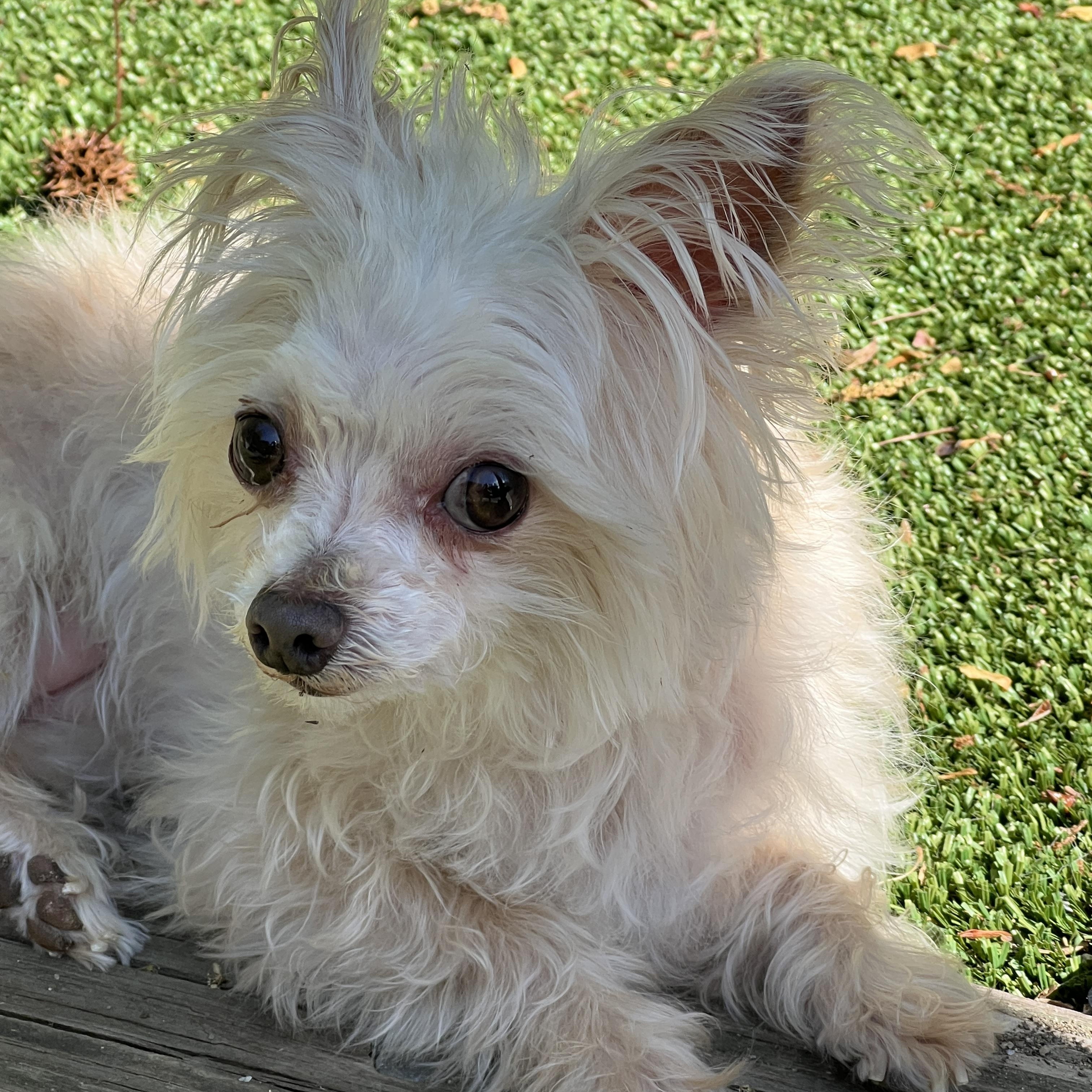 Shimmer, a ADOPTABLE mixed breed in High Point, NC image 6/6