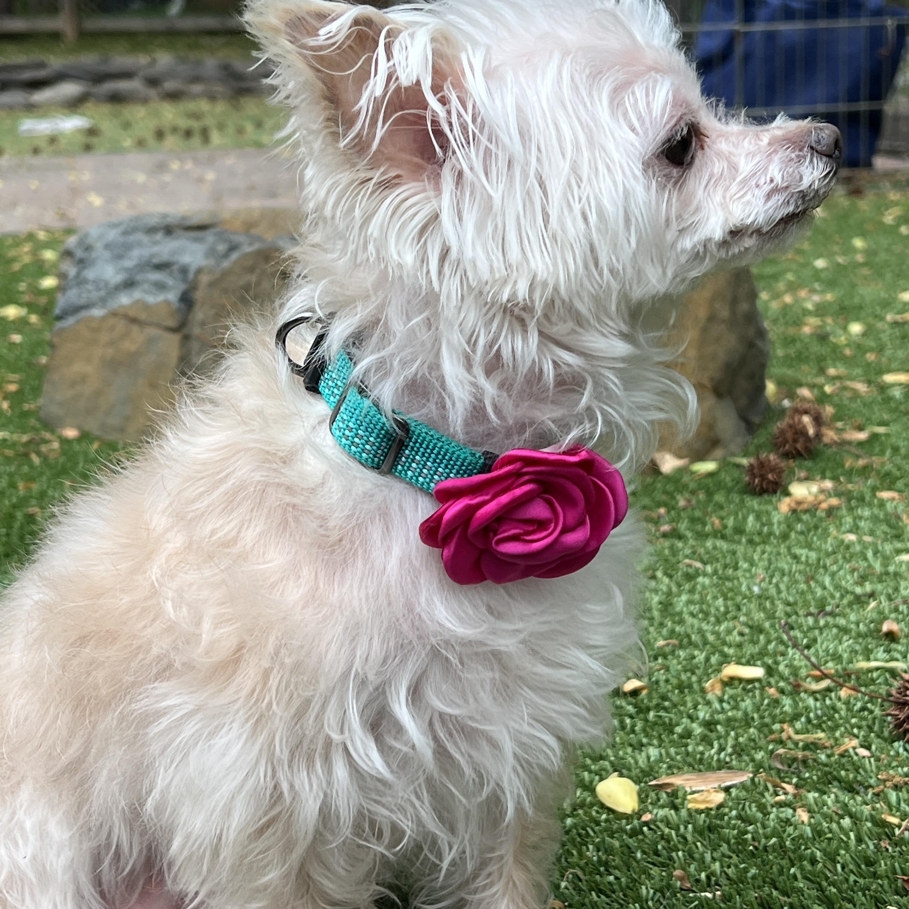 Shimmer, a ADOPTABLE mixed breed in High Point, NC image 4/6