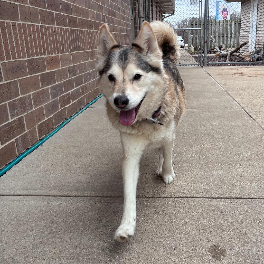 Enlarge Roxie, a Adoptable Husky in Dixon, IL image 2/2