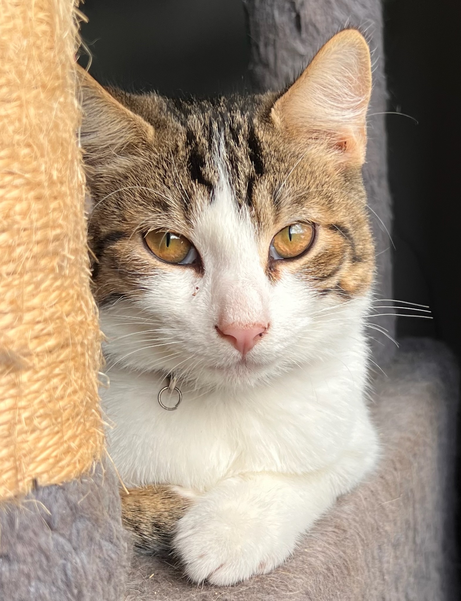 Dapper, Adoptable, Adult Male American Shorthair.