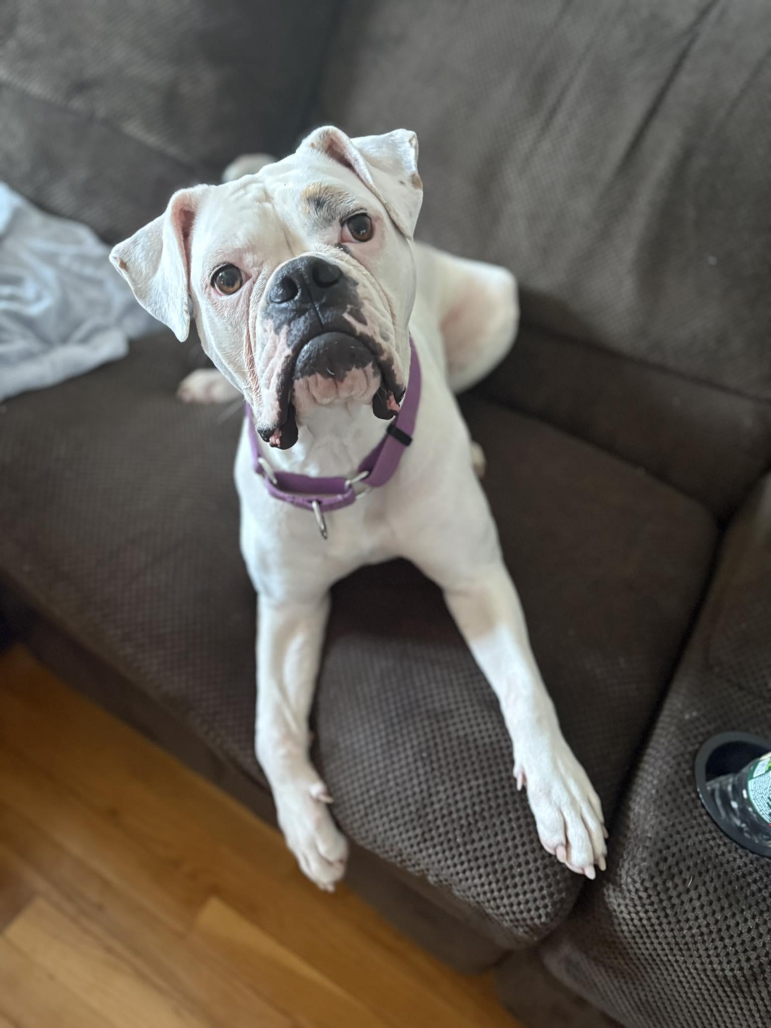 Snowflake, Adoptable, Young Female Boxer & American Bulldog.