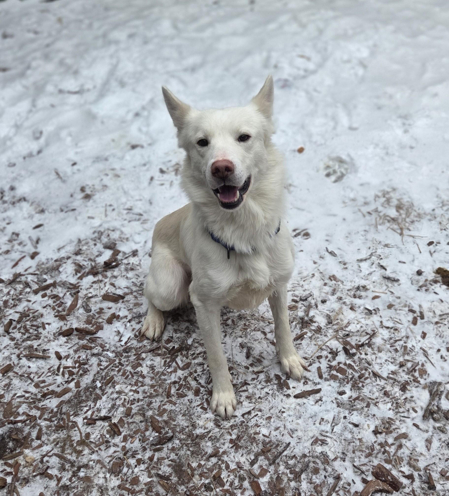 Enlarge Kennebec, an adoptable mixed breed in Brookings, SD image 1/3