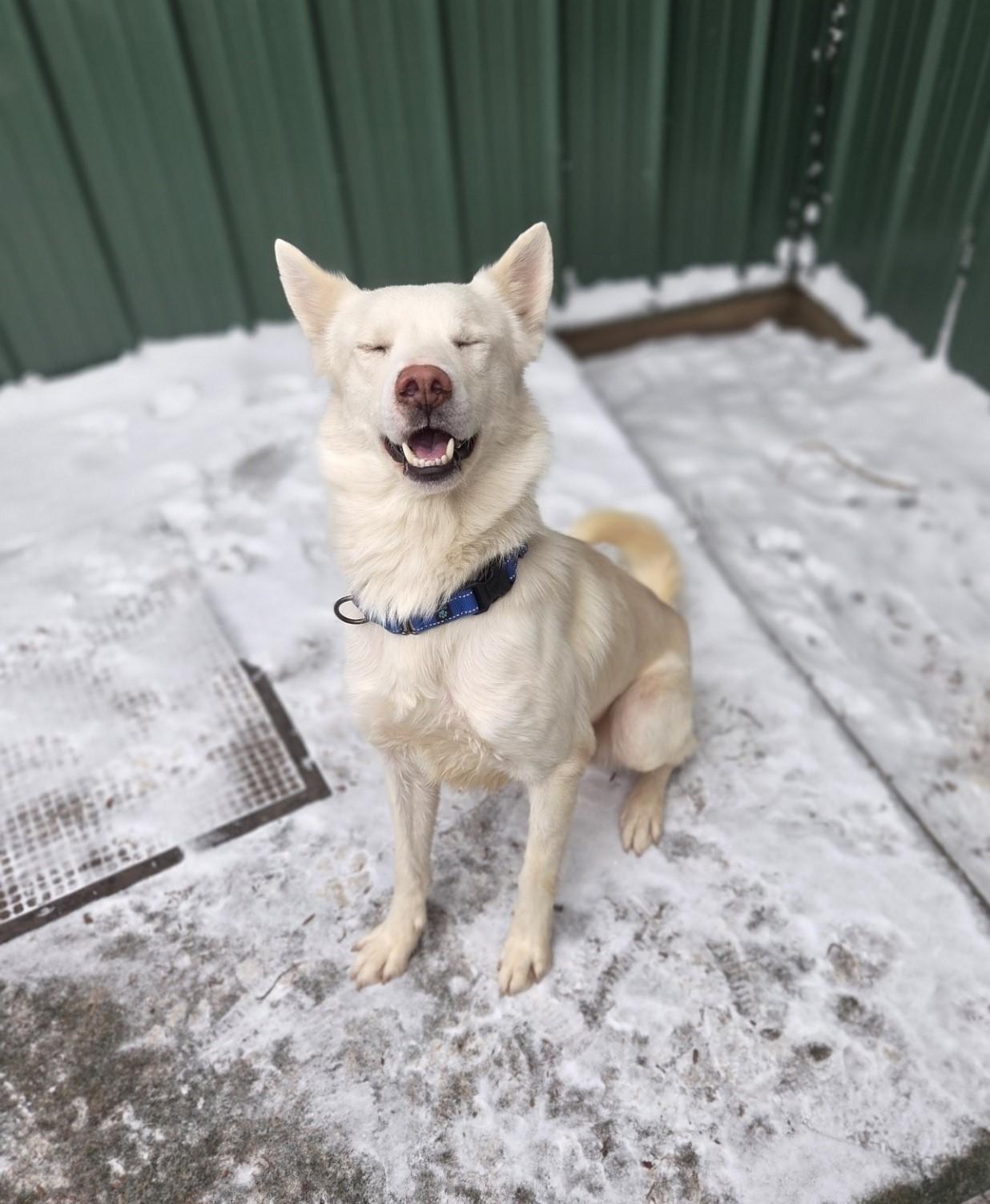 Enlarge Kennebec, an adoptable mixed breed in Brookings, SD image 2/3