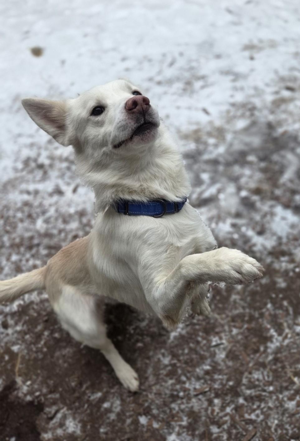 Enlarge Kennebec, an adoptable mixed breed in Brookings, SD image 3/3
