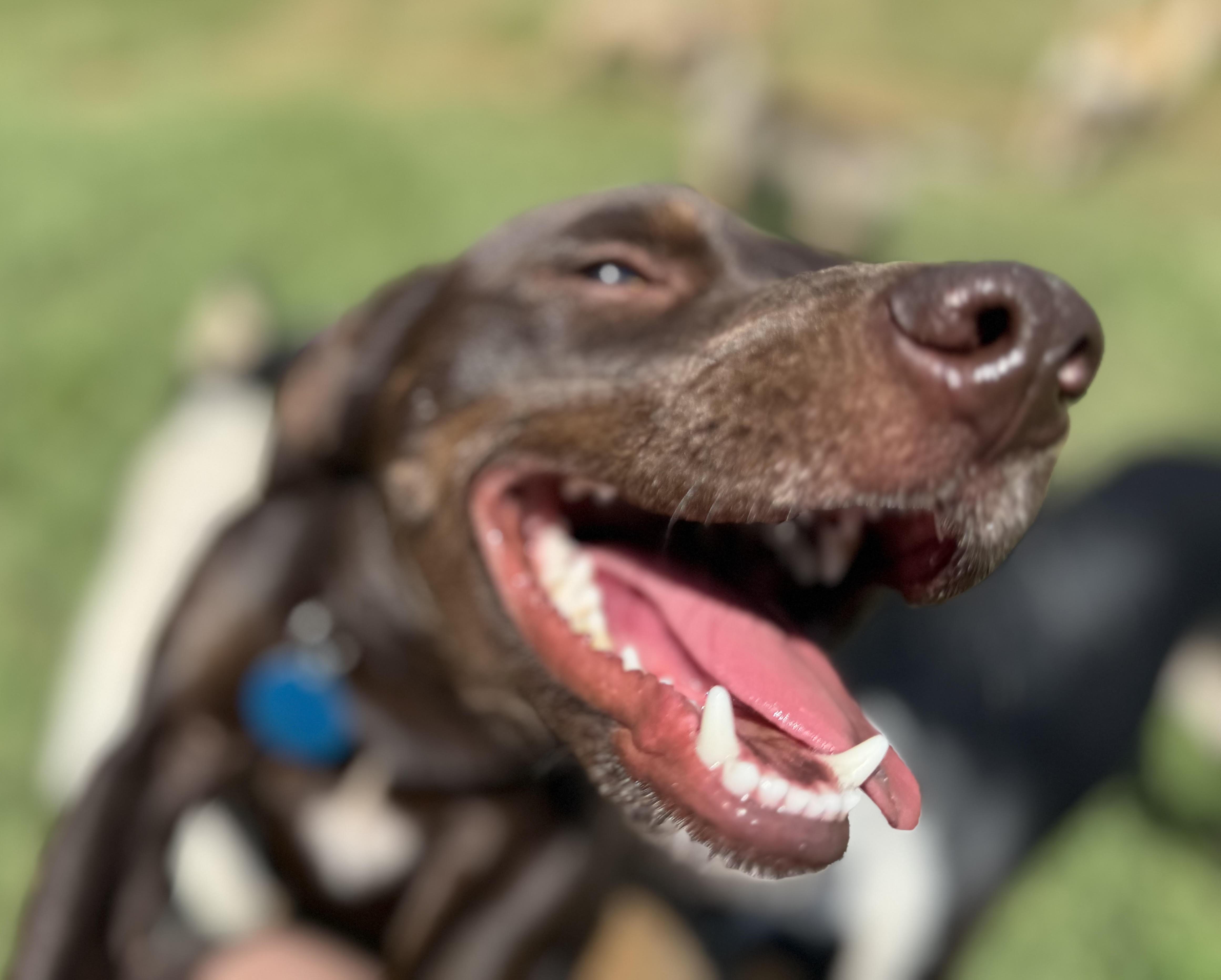 Enlarge Brennan, a ADOPTABLE Dachshund in Maiden, NC image 2/6