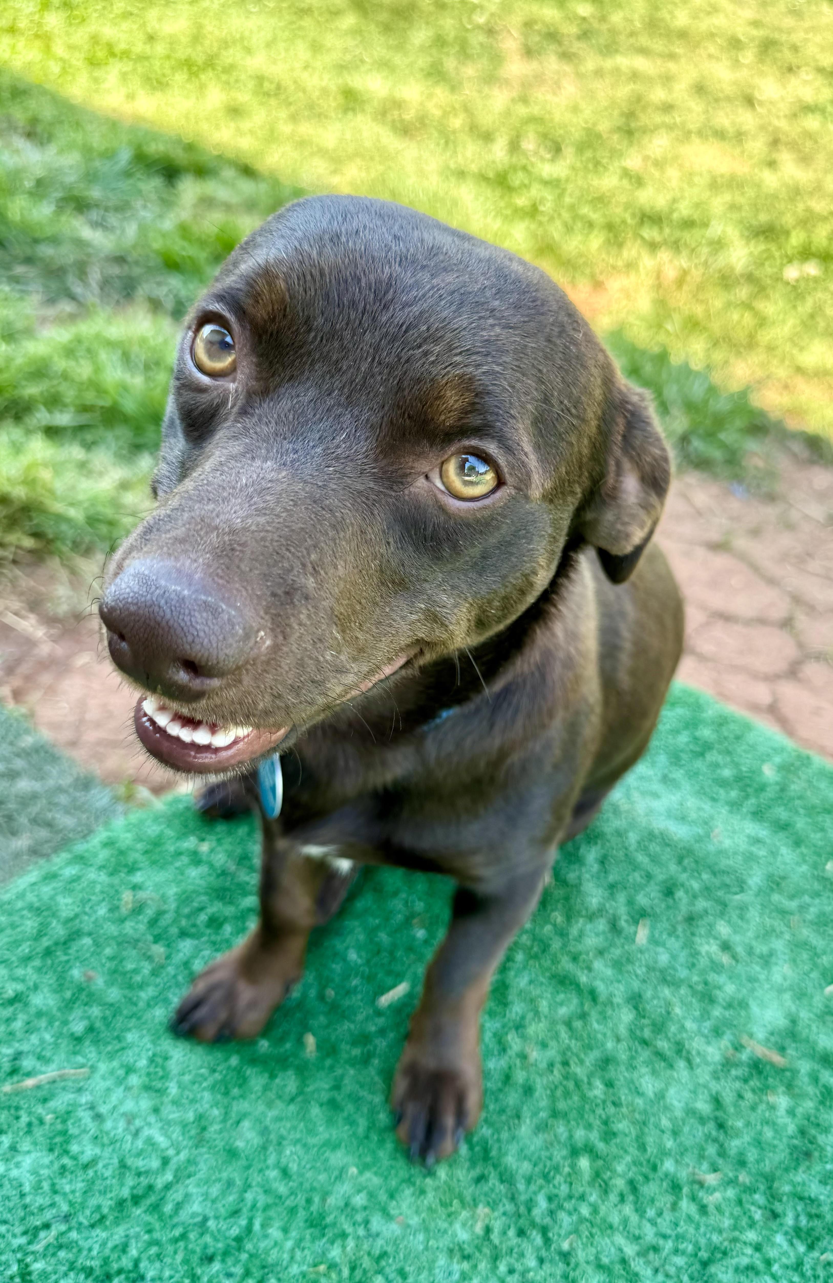 Brennan, a ADOPTABLE Dachshund in Maiden, NC image 4/6