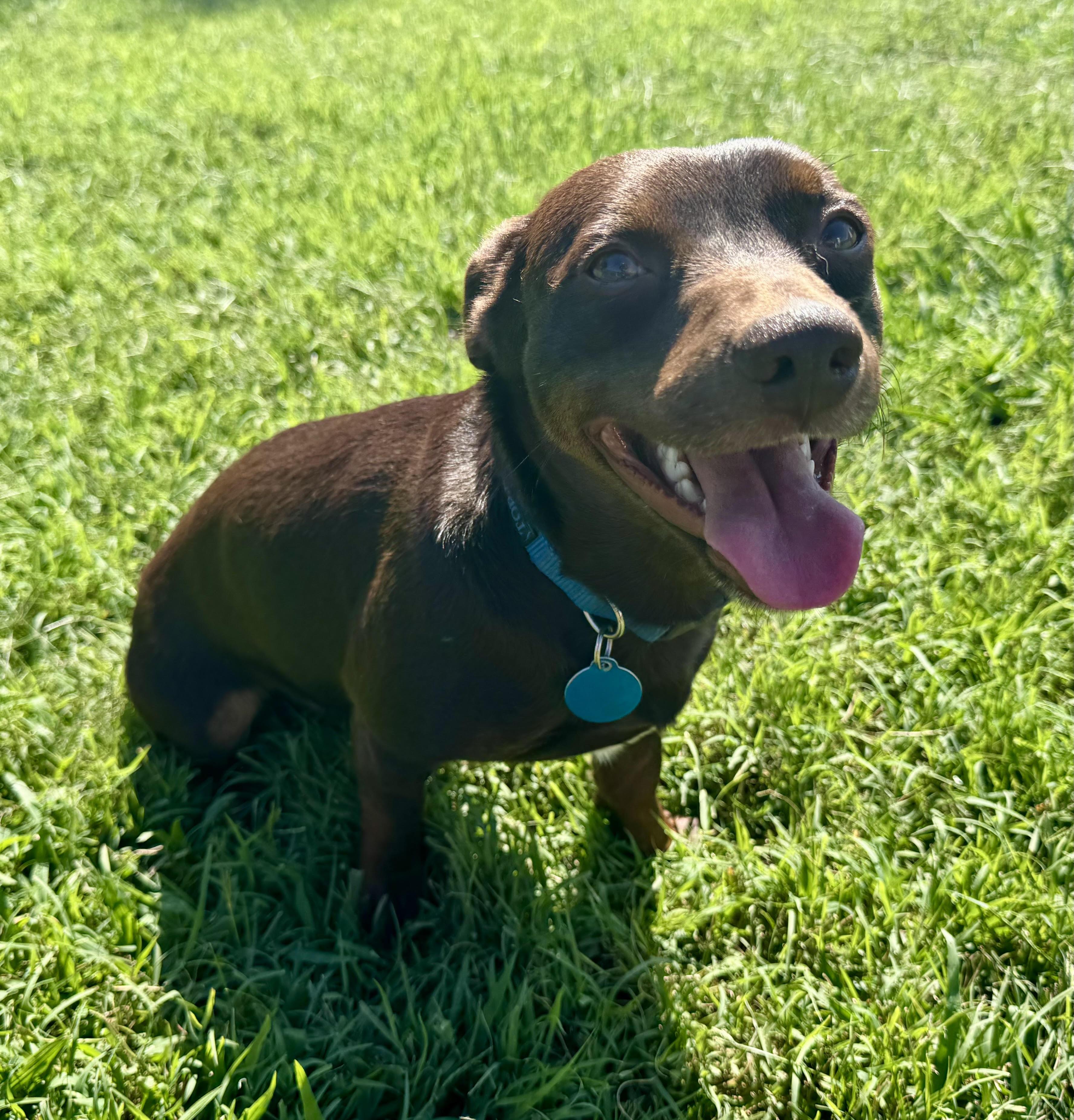 Enlarge Brennan, a ADOPTABLE Dachshund in Maiden, NC image 1/6