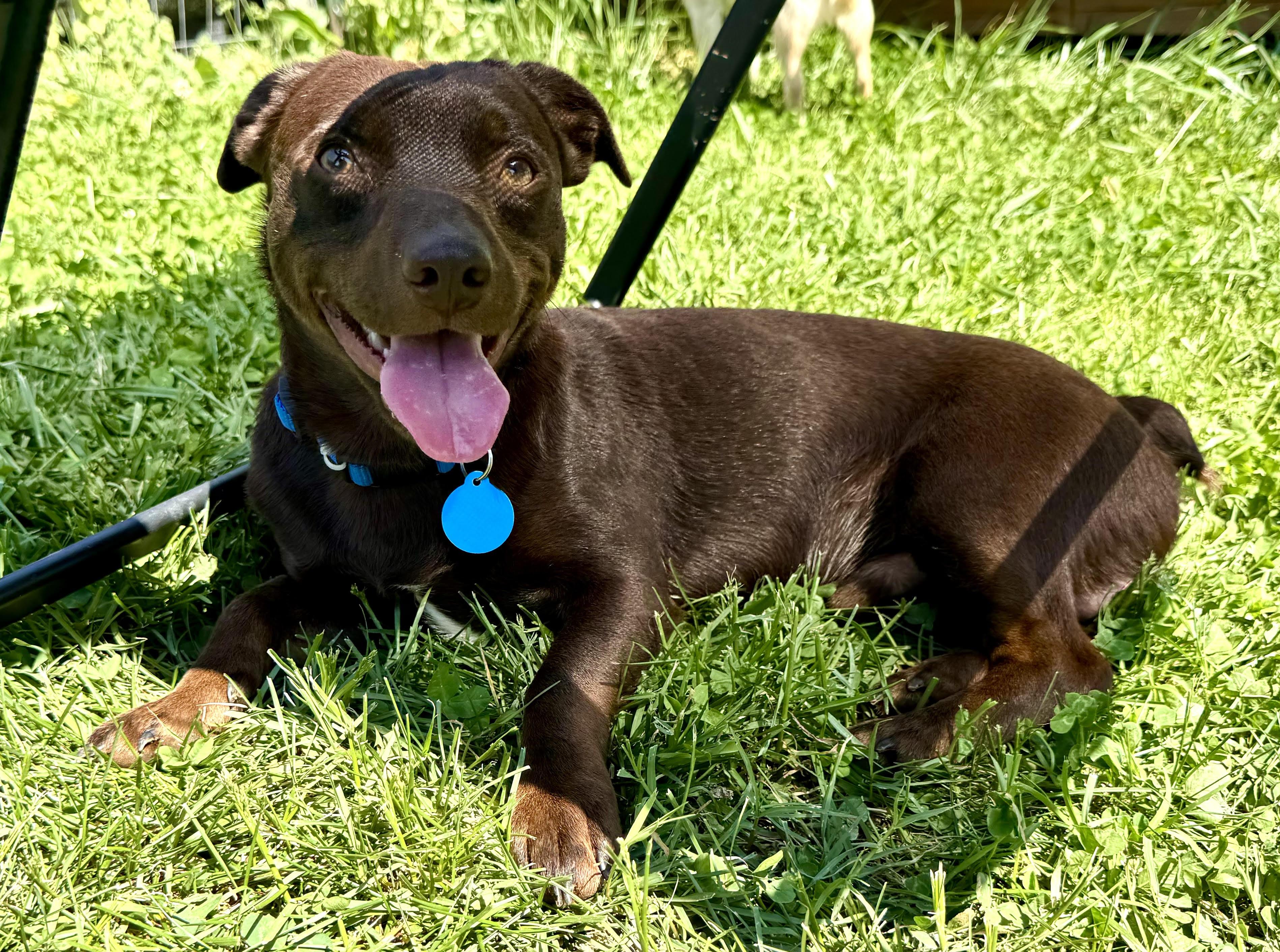 Brennan, a ADOPTABLE Dachshund in Maiden, NC image 5/6