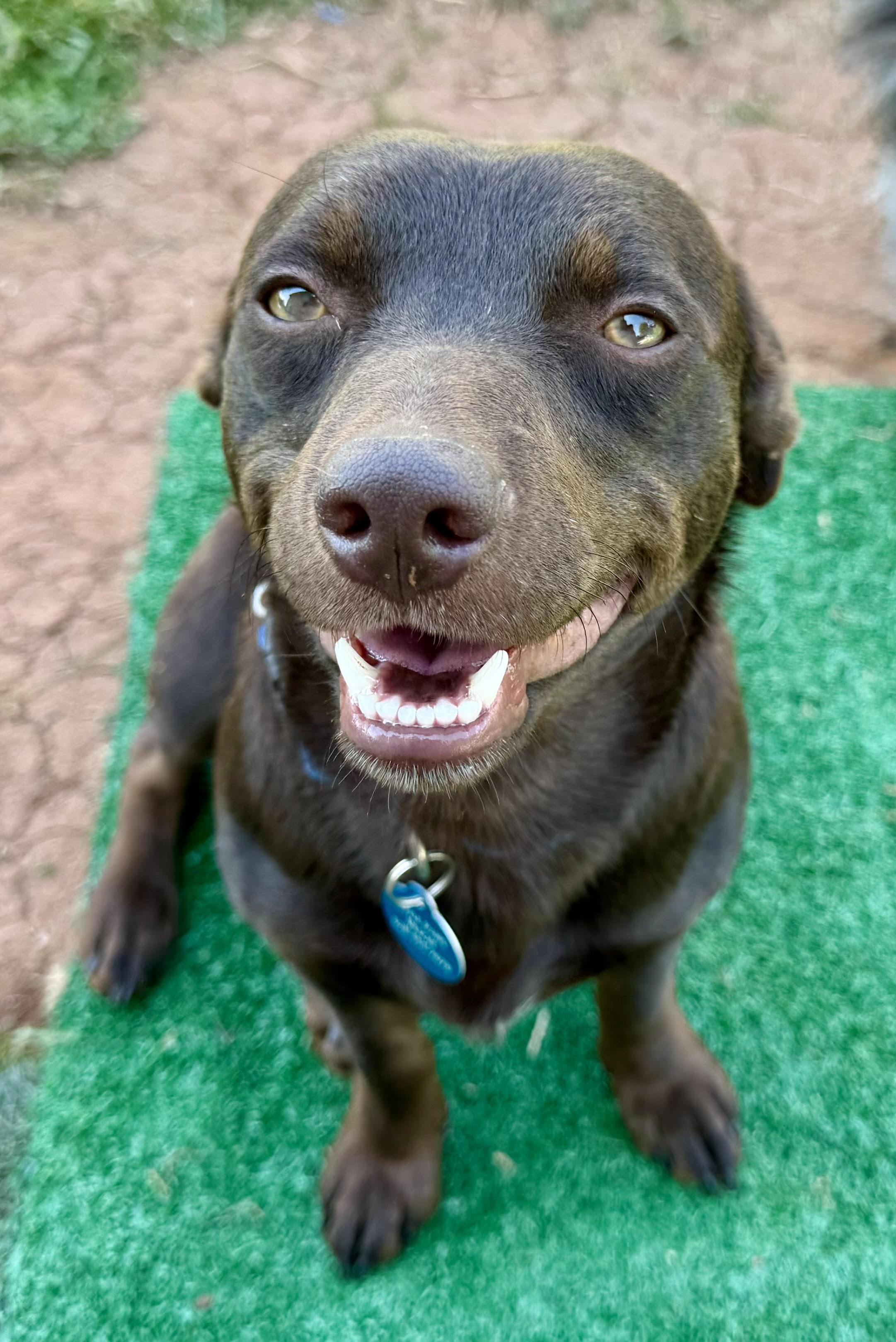 Brennan, a ADOPTABLE Dachshund in Maiden, NC image 2/6