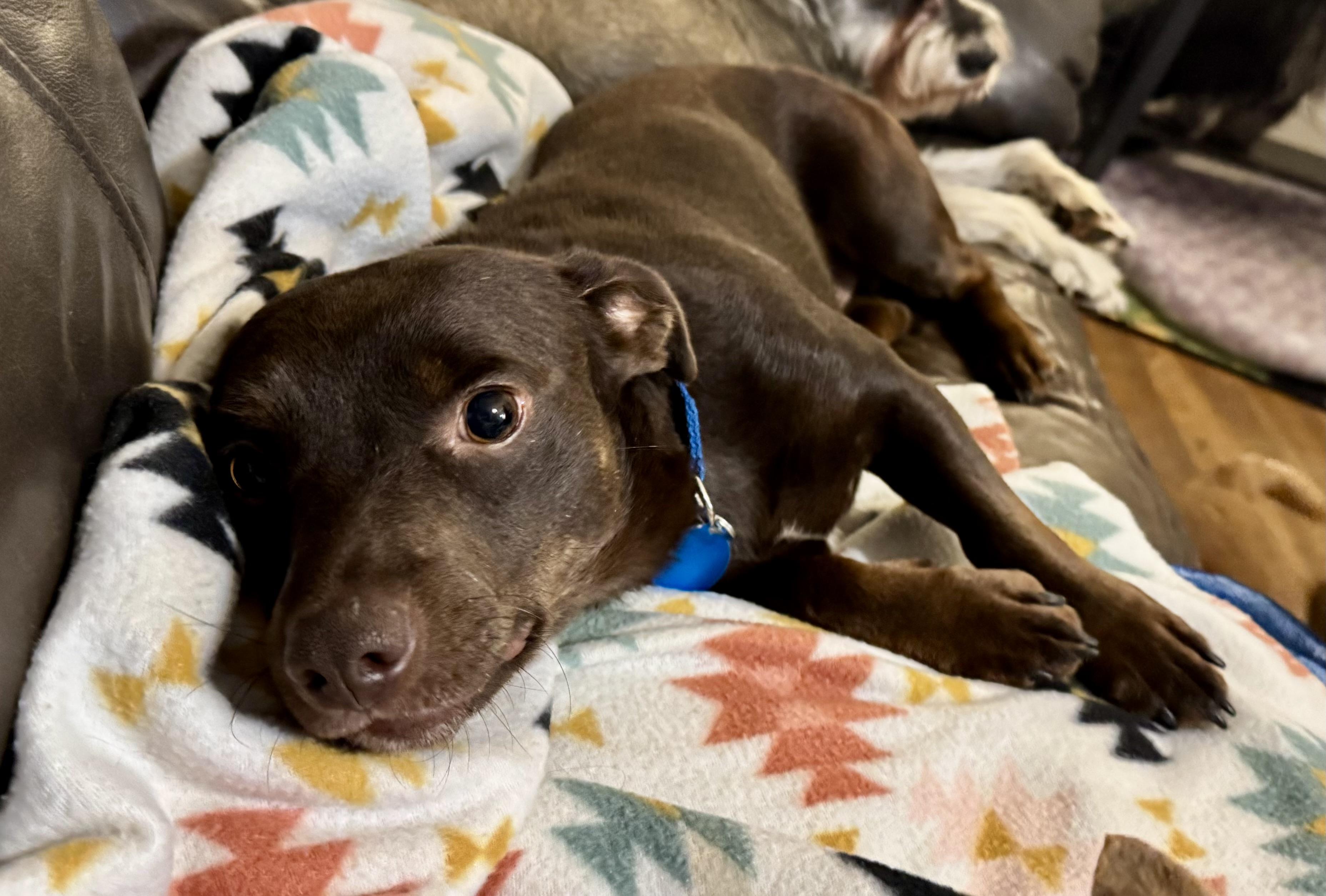 Brennan, ADOPTABLE, Young Male Dachshund.