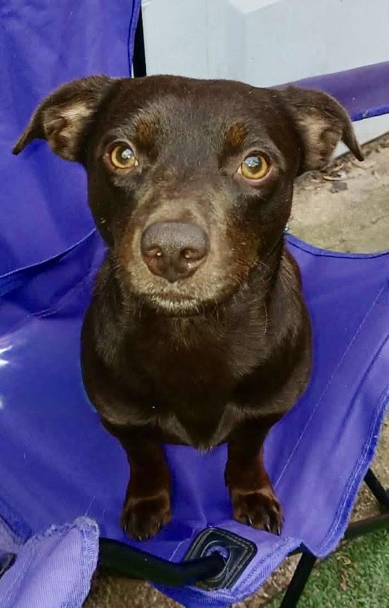 Brennan, a ADOPTABLE Dachshund in Maiden, NC image 1/6