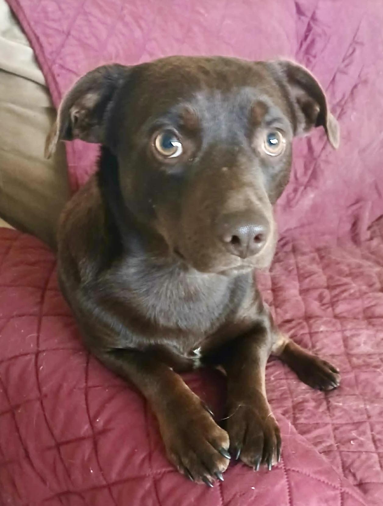 Brennan, a ADOPTABLE Dachshund in Maiden, NC image 6/6