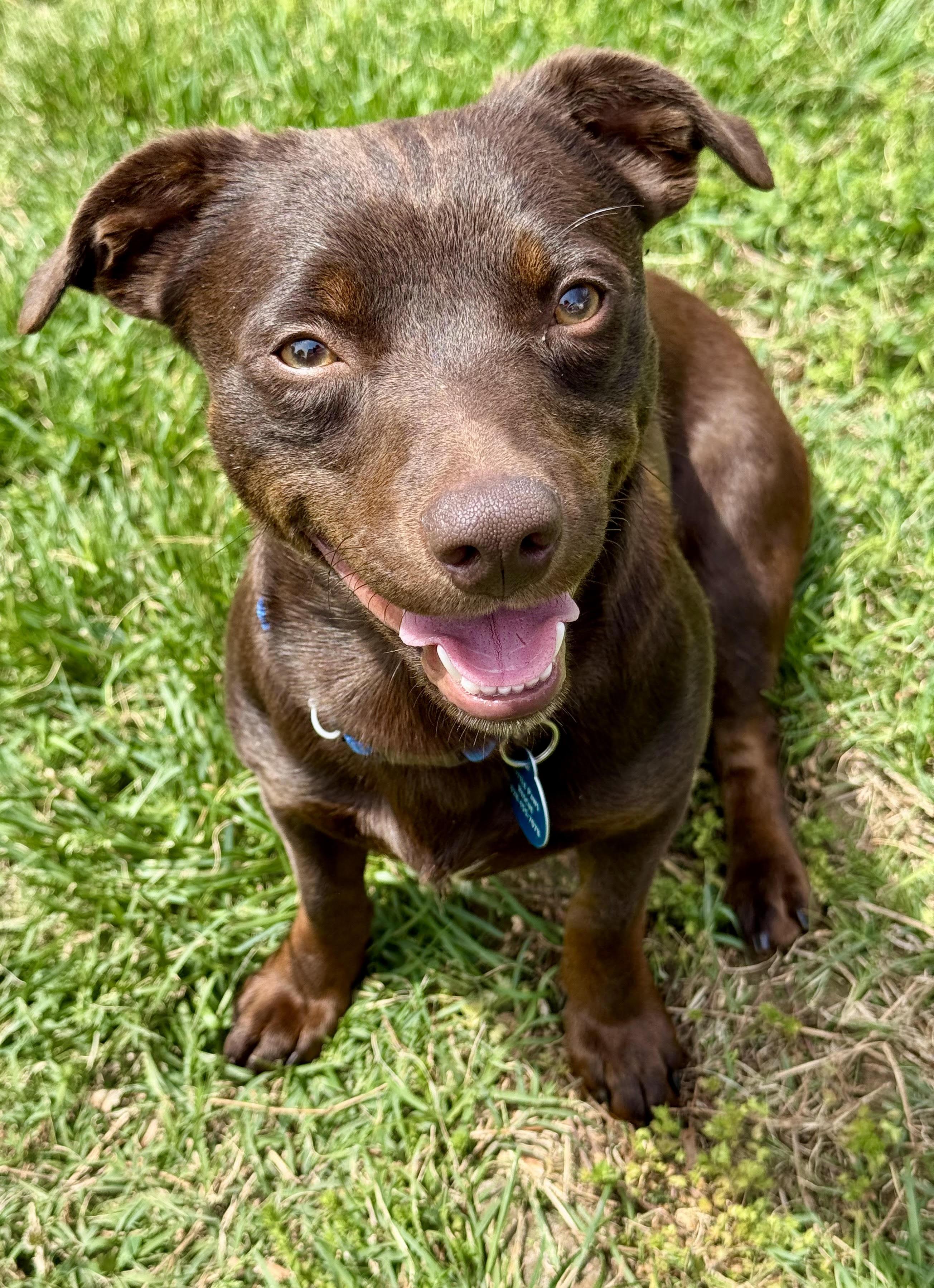 Brennan, ADOPTABLE, Young Male Dachshund.