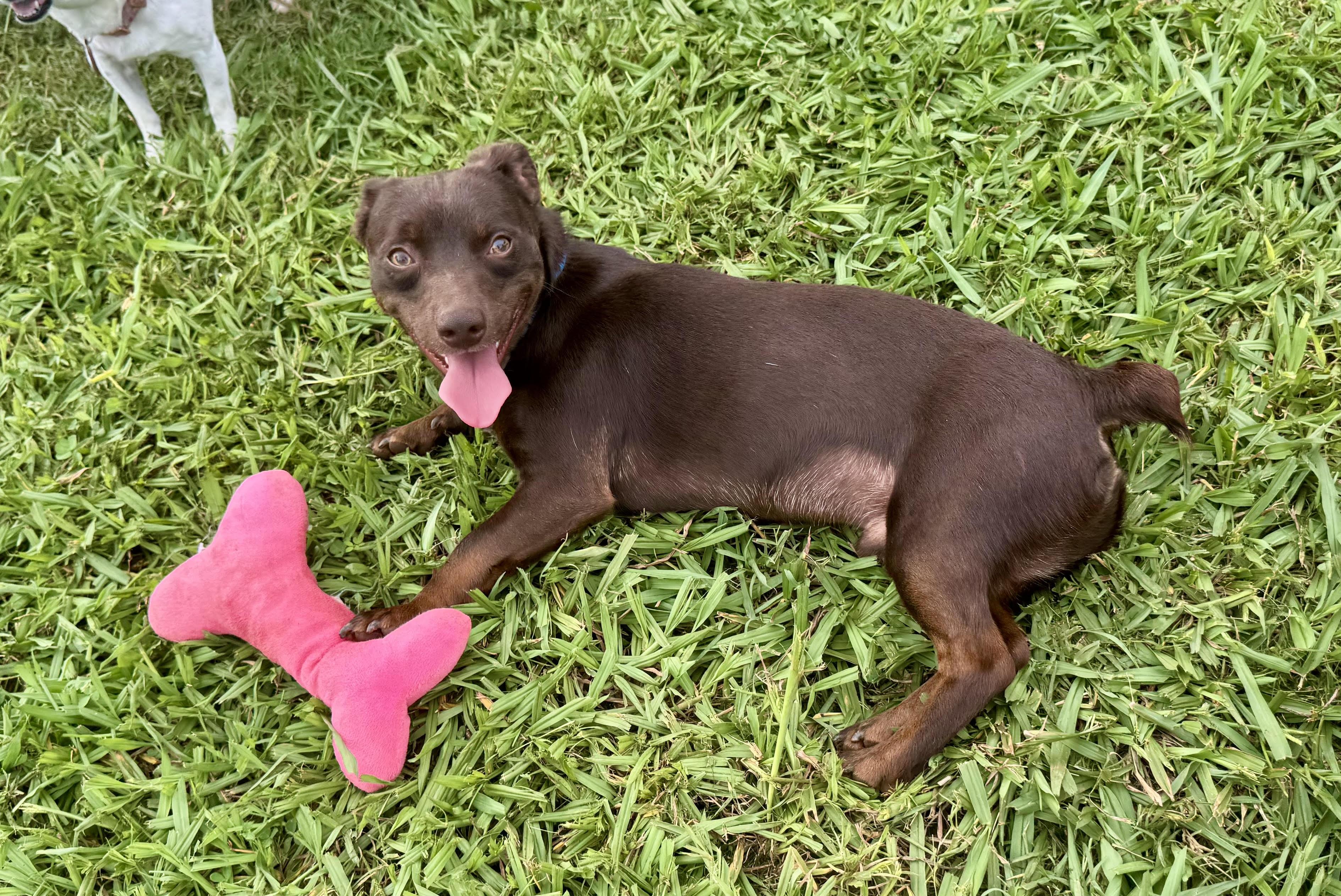 Brennan, ADOPTABLE, Young Male Dachshund.