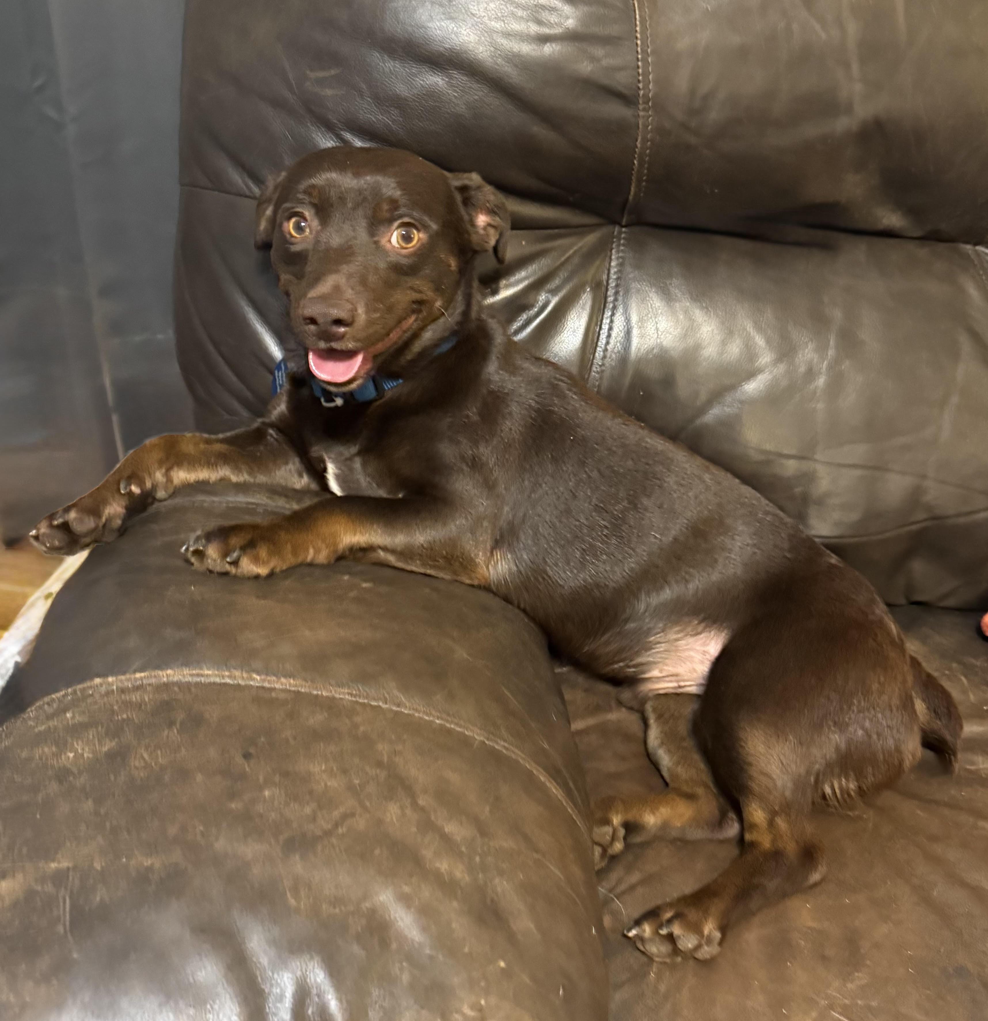 Enlarge Brennan, a ADOPTABLE Dachshund in Maiden, NC image 1/6
