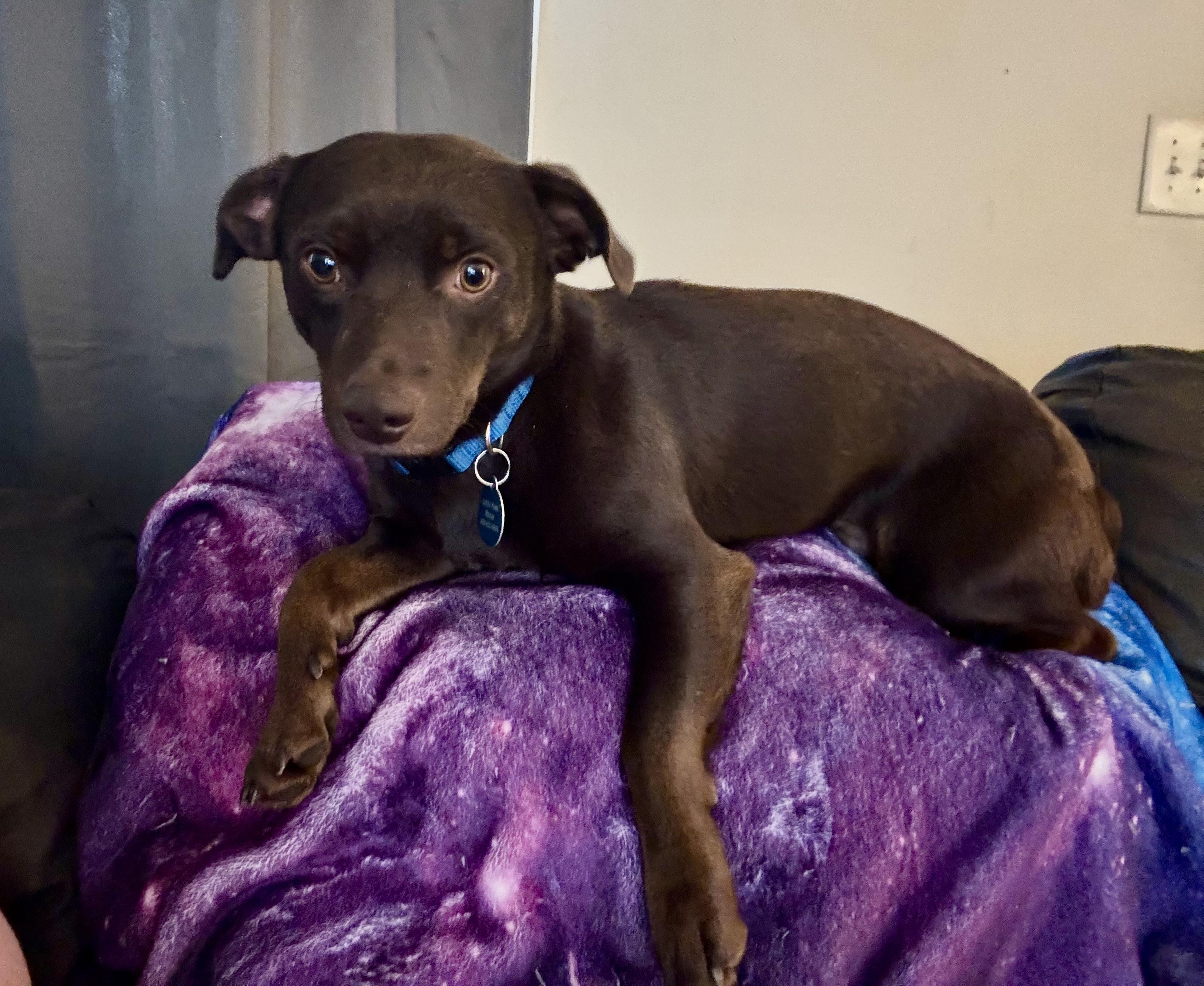 Enlarge Brennan, a ADOPTABLE Dachshund in Maiden, NC image 4/6