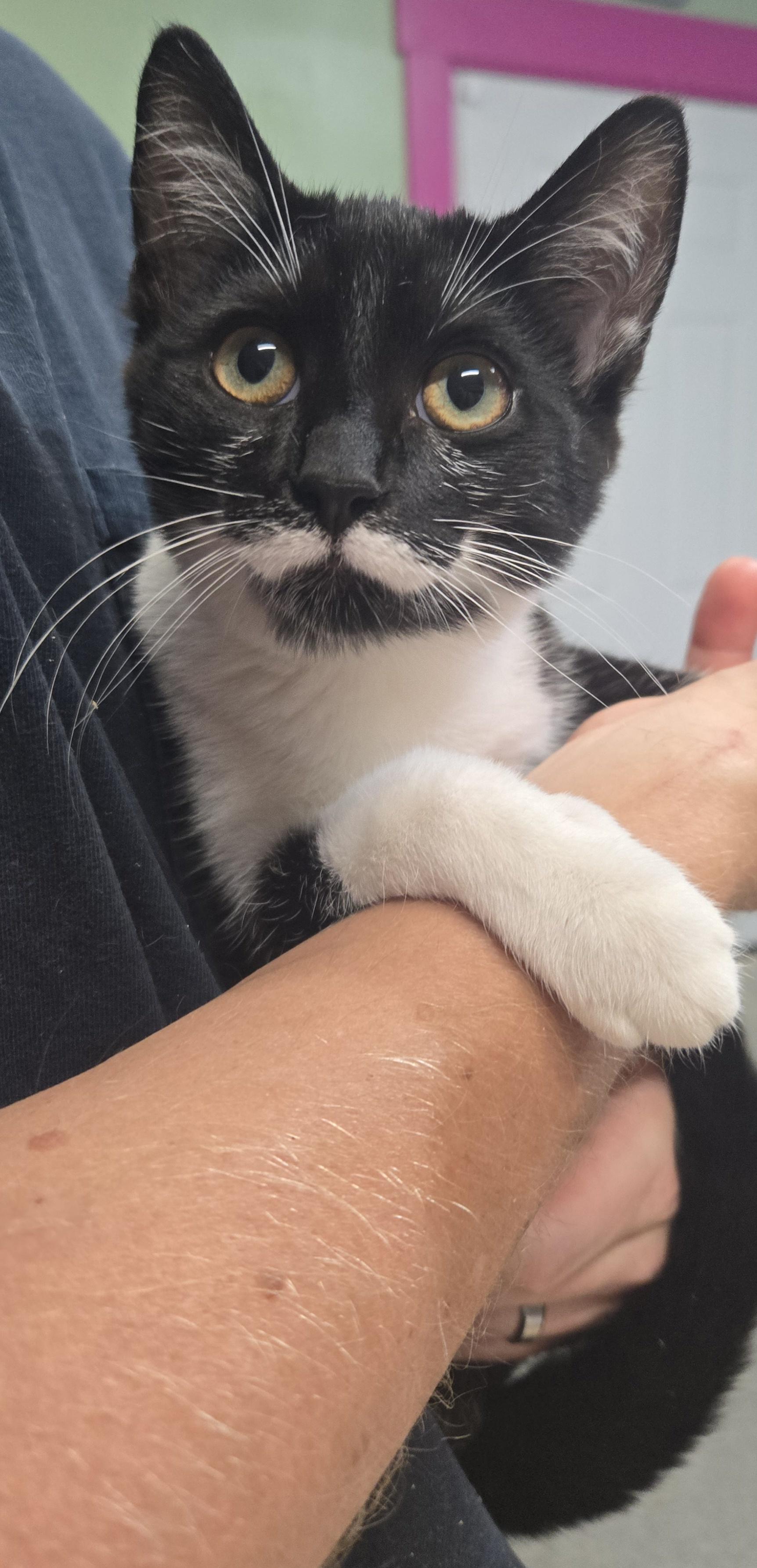 Vivian, Adopted, Young Female Domestic Short Hair.