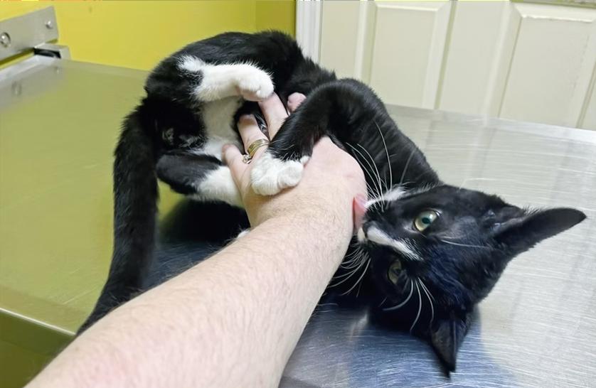 Enlarge Prancer, an adopted Domestic Short Hair in Columbia, KY image 2/4