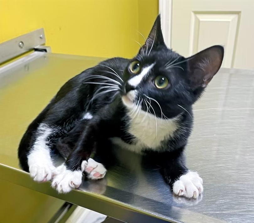 Prancer, adopted, Adult Male Domestic Short Hair.