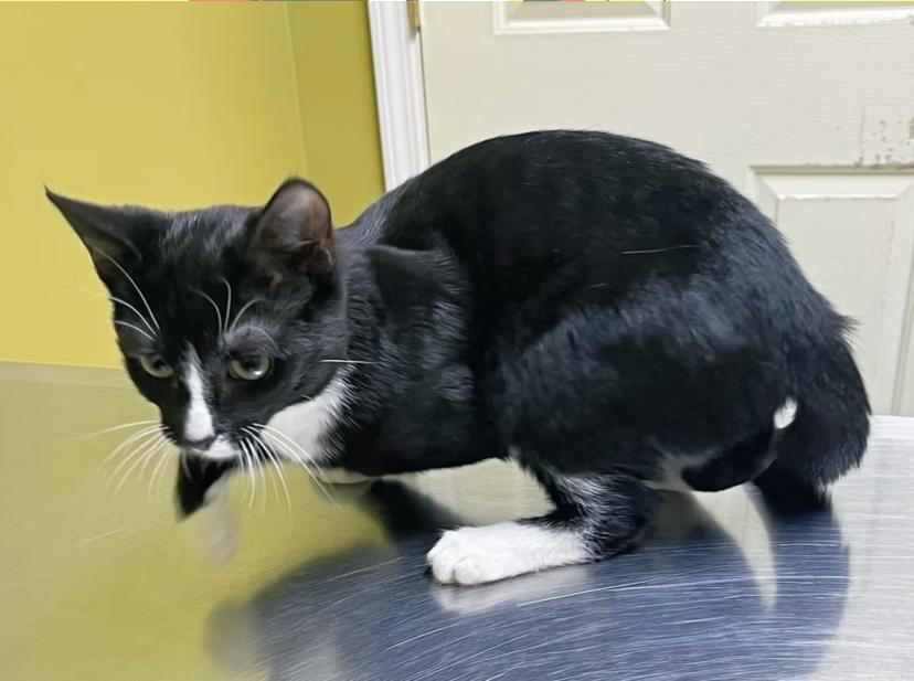 Enlarge Prancer, an adopted Domestic Short Hair in Columbia, KY image 4/4