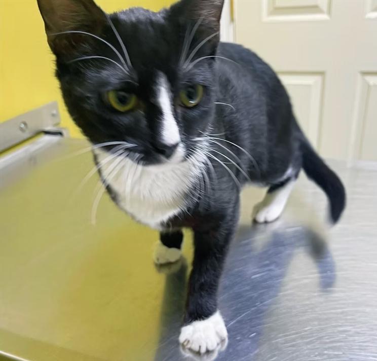 Enlarge Prancer, an adopted Domestic Short Hair in Columbia, KY image 3/4