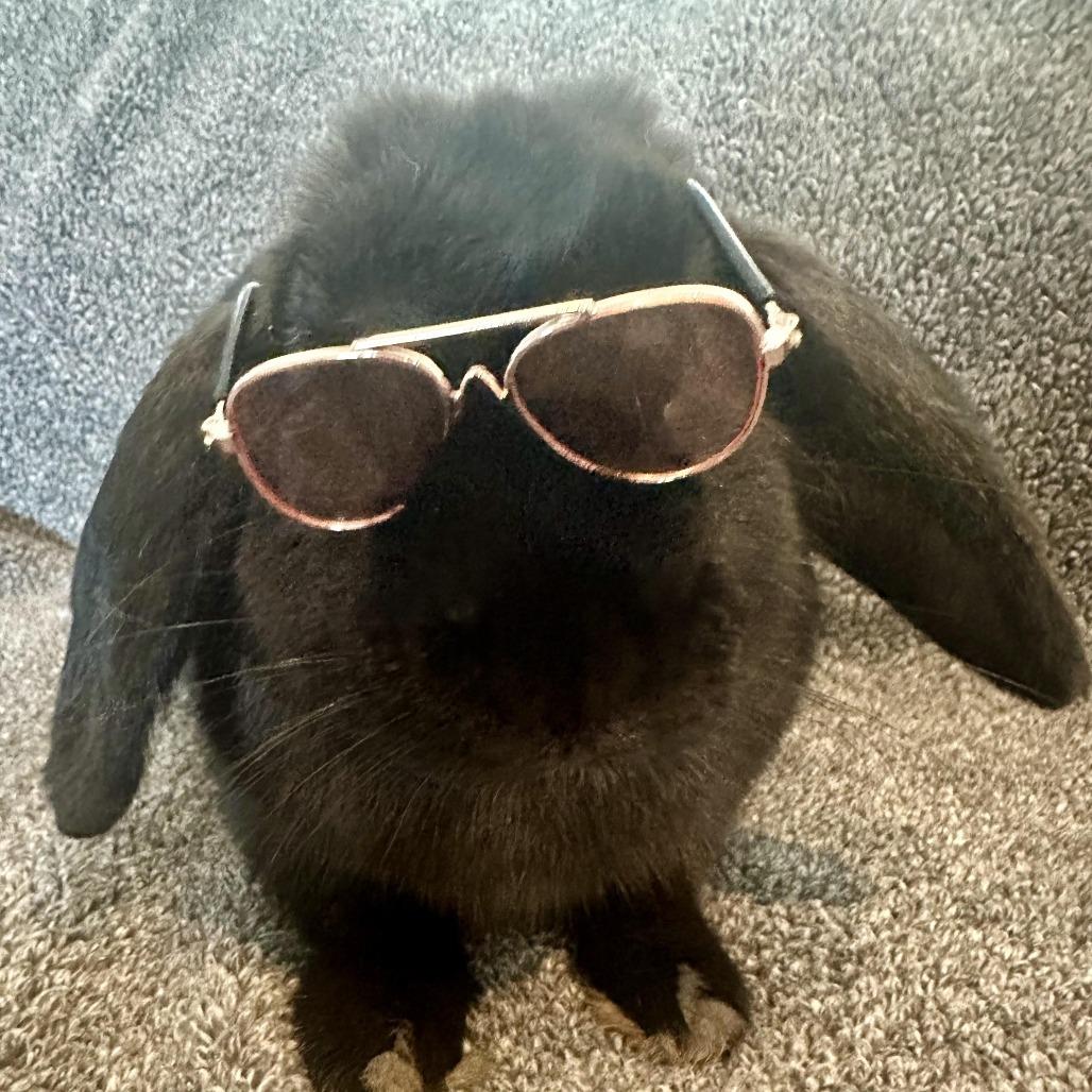 Enlarge The Notorious B.U.N., a Adoptable Mini Lop in Cream Ridge, NJ image 2/4