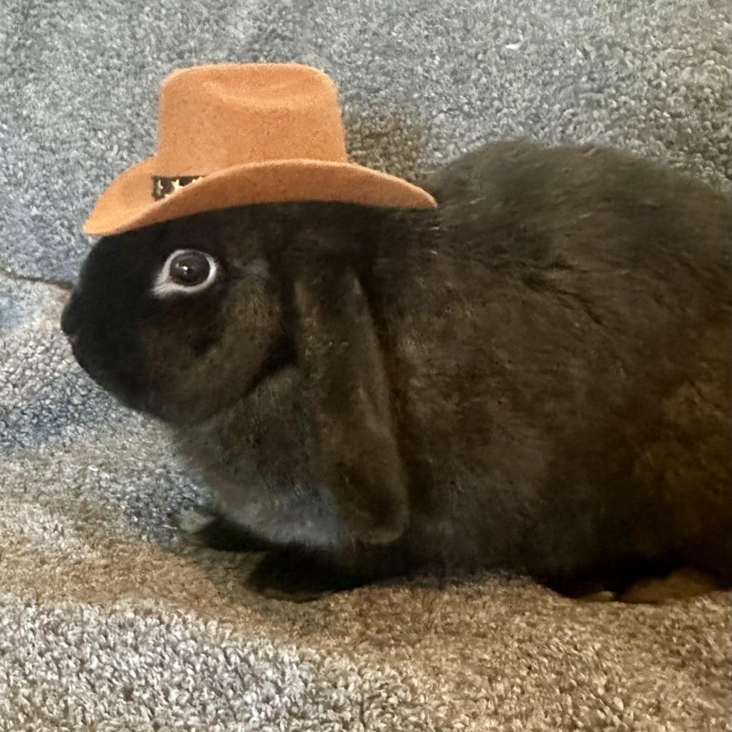 Enlarge The Notorious B.U.N., a Adoptable Mini Lop in Cream Ridge, NJ image 3/4
