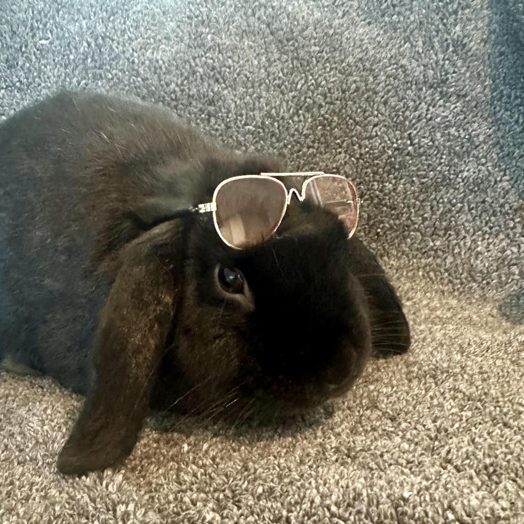Enlarge The Notorious B.U.N., a Adoptable Mini Lop in Cream Ridge, NJ image 4/4