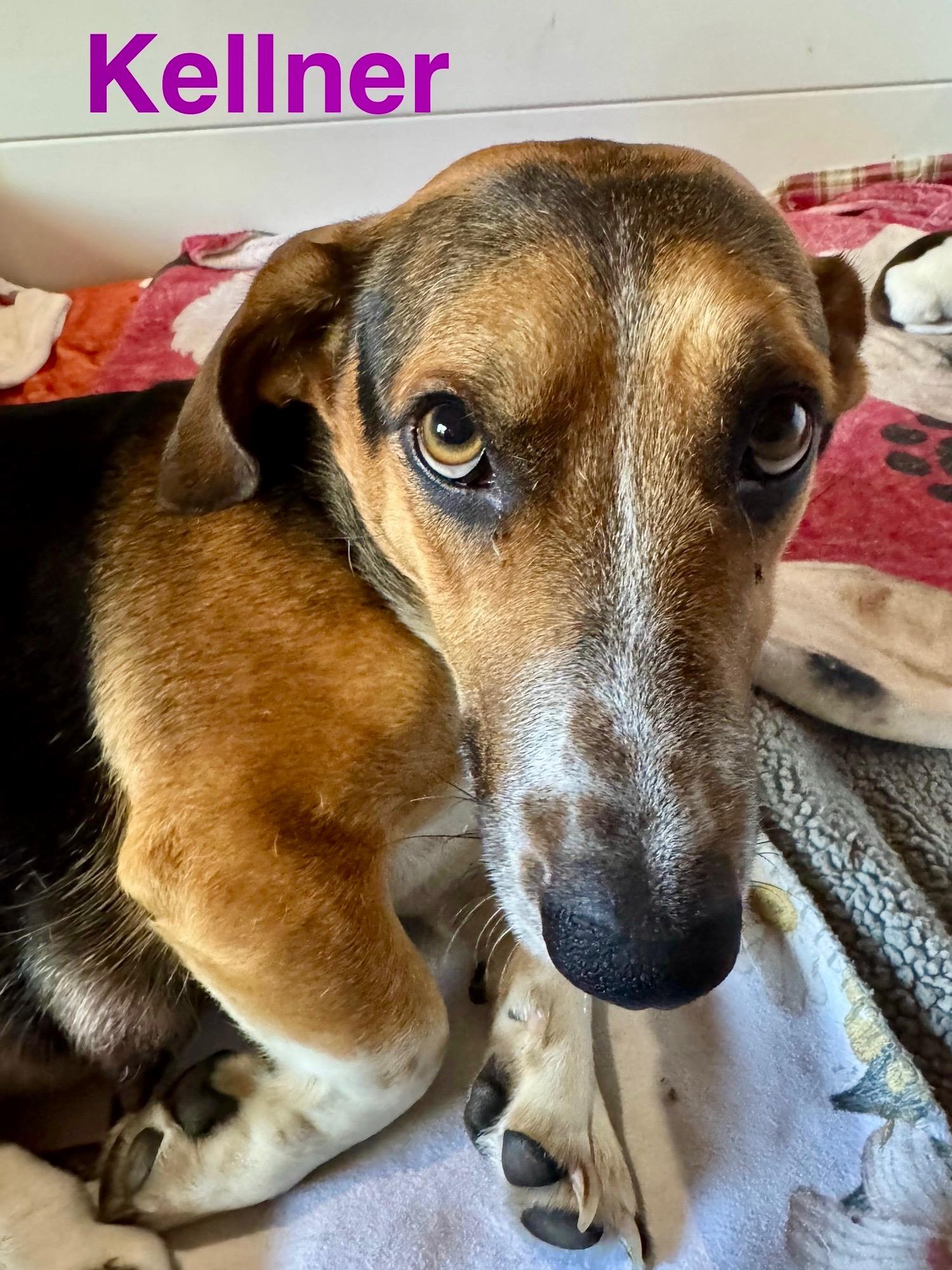 Kellner, a Adoptable mixed breed in Washington, MO image 1/2