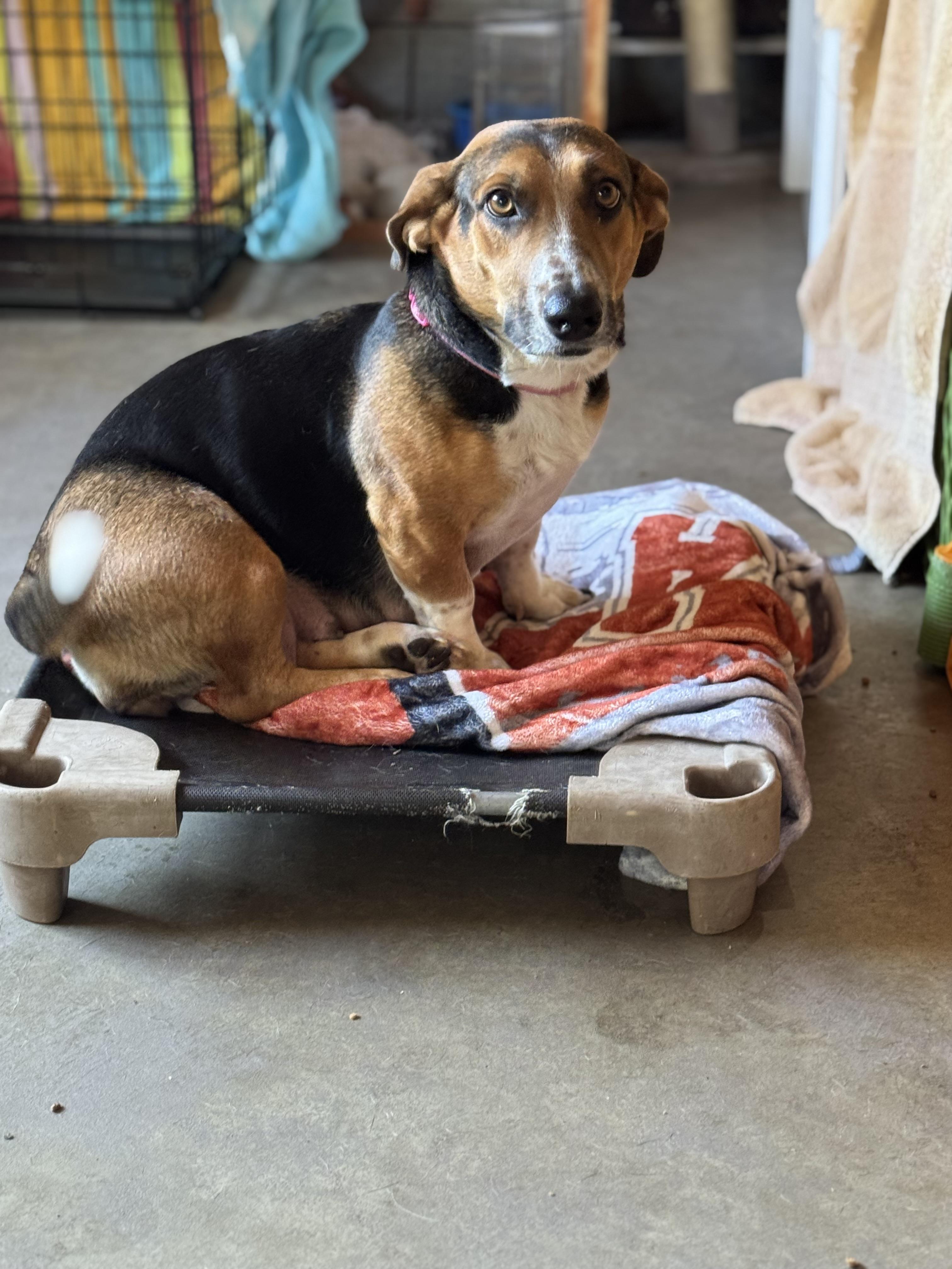 Kellner, a Adoptable mixed breed in Washington, MO image 2/2