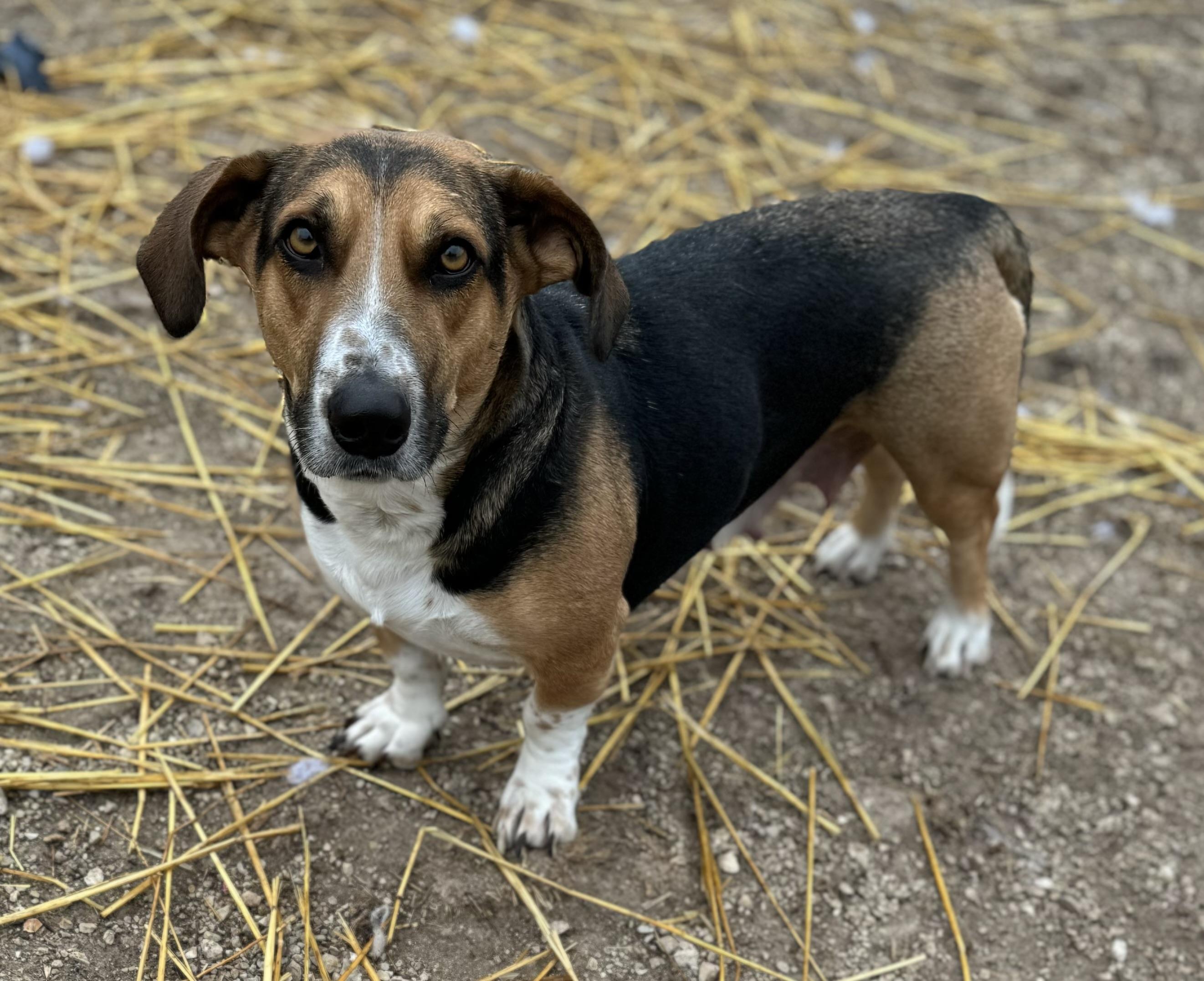 Enlarge Kellner, a Adoptable mixed breed in Washington, MO image 1/3