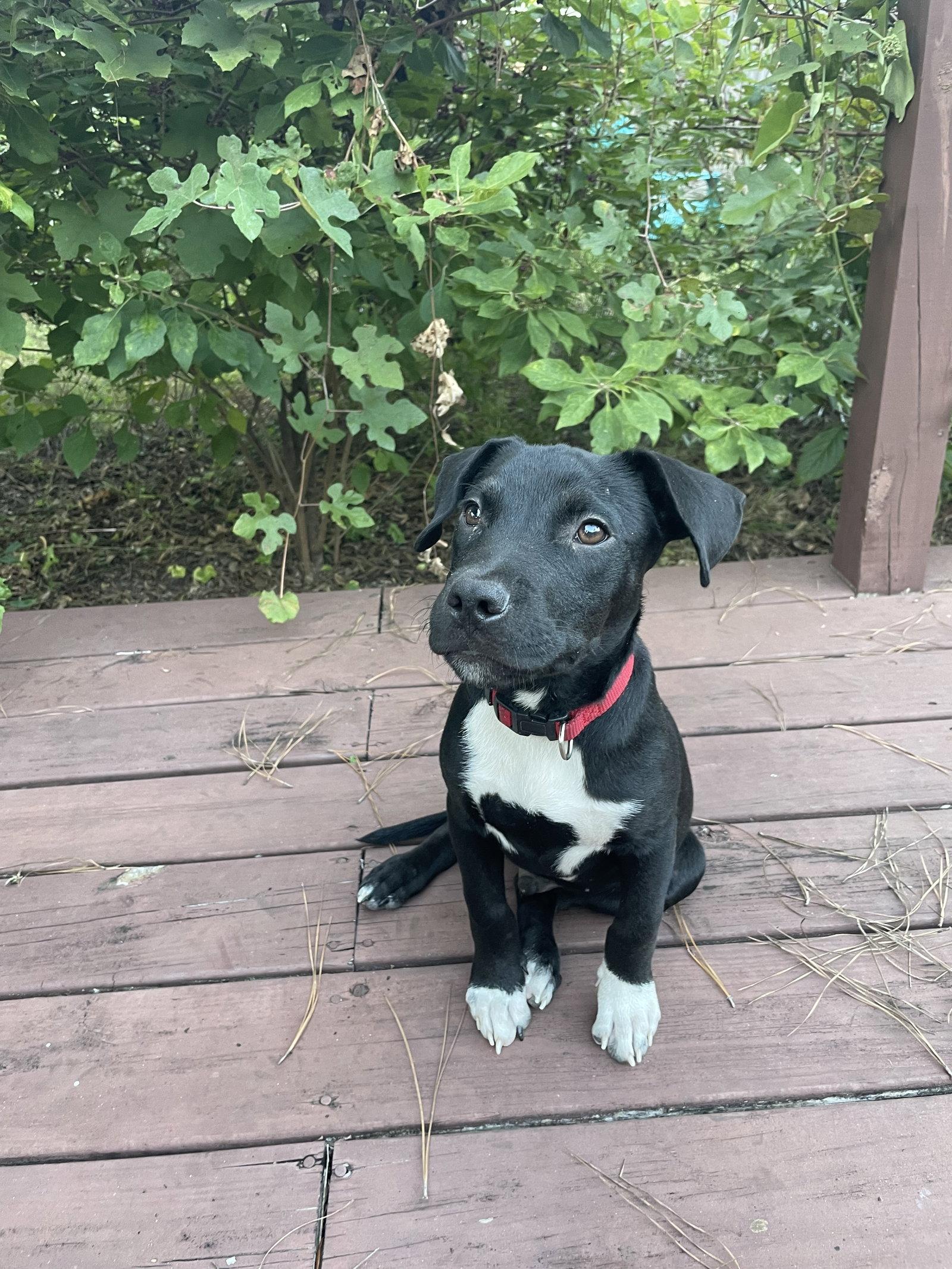 Boulware, Adoptable, Puppy Male Mixed Breed.