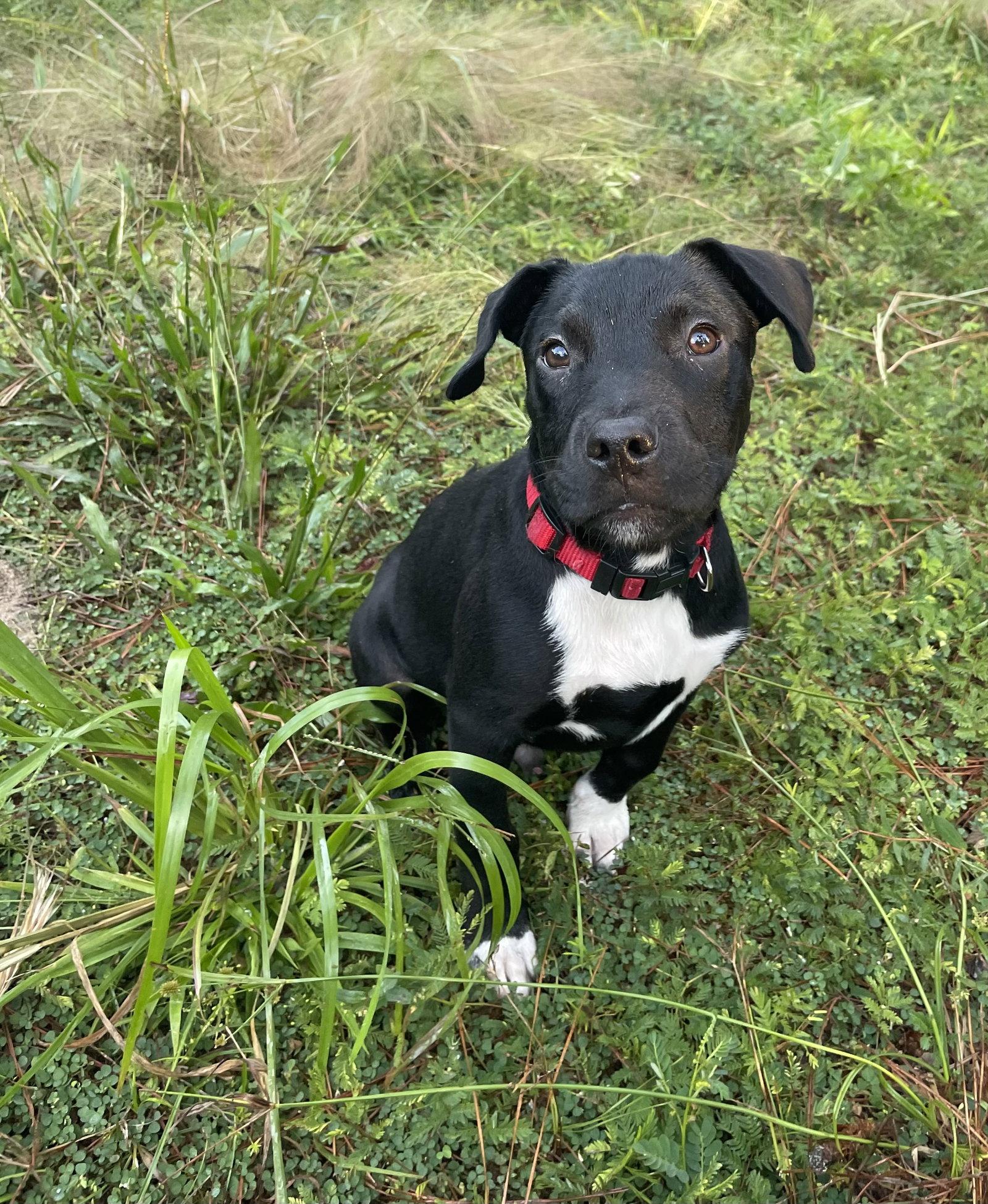 Enlarge Boulware, a Adoptable Mixed Breed in Gainesville, FL image 2/3
