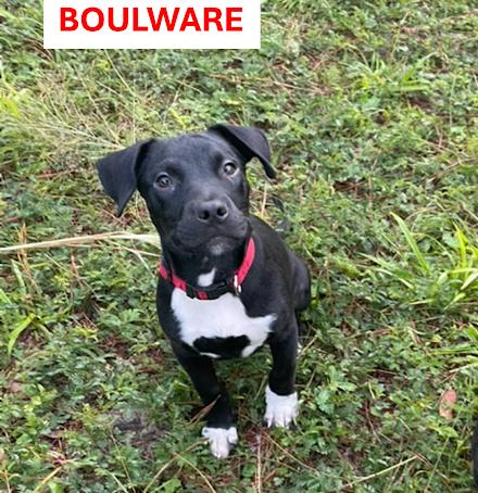 Enlarge Boulware, a Adoptable Mixed Breed in Gainesville, FL image 3/3