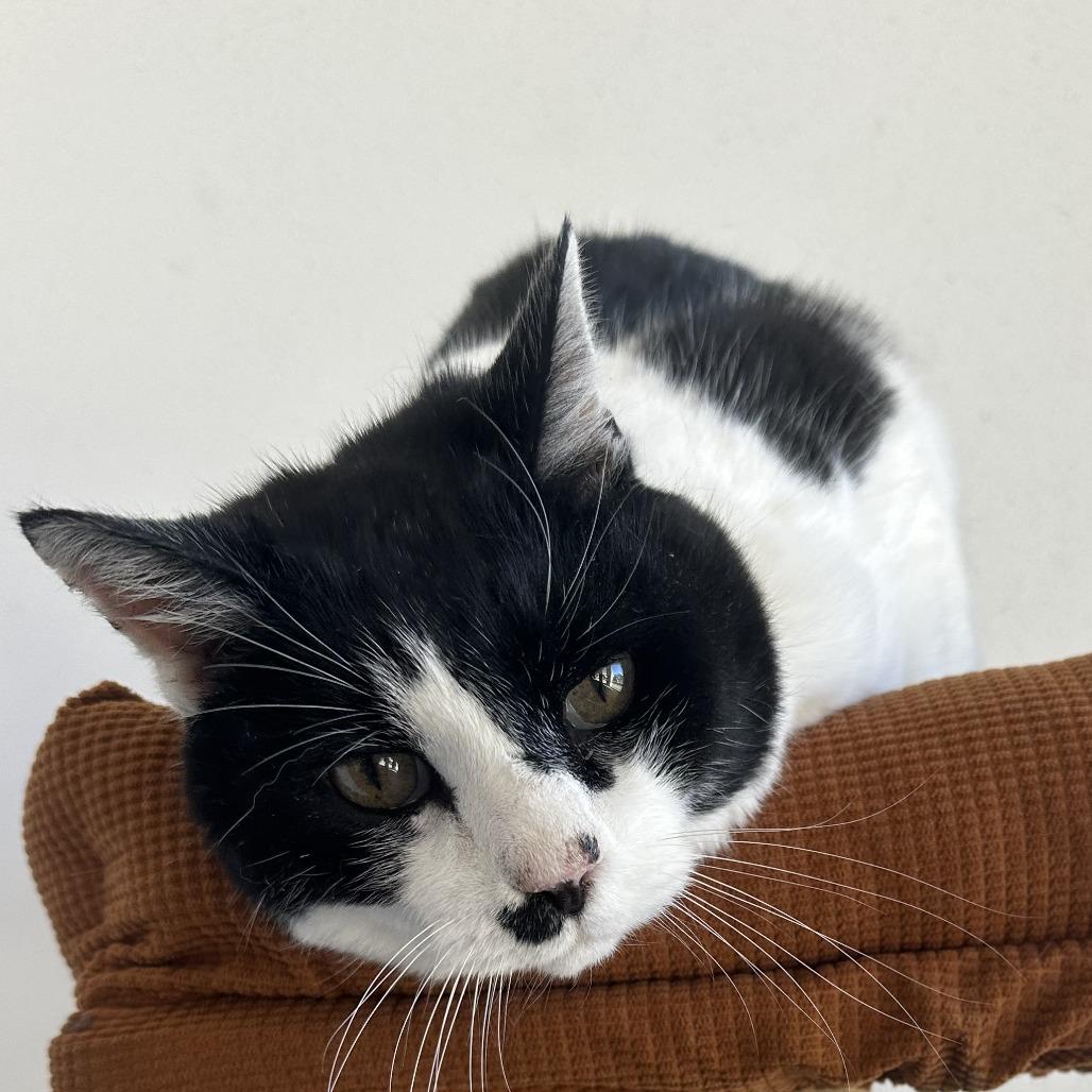 Oregano, Adoptable, Senior Male Domestic Short Hair.