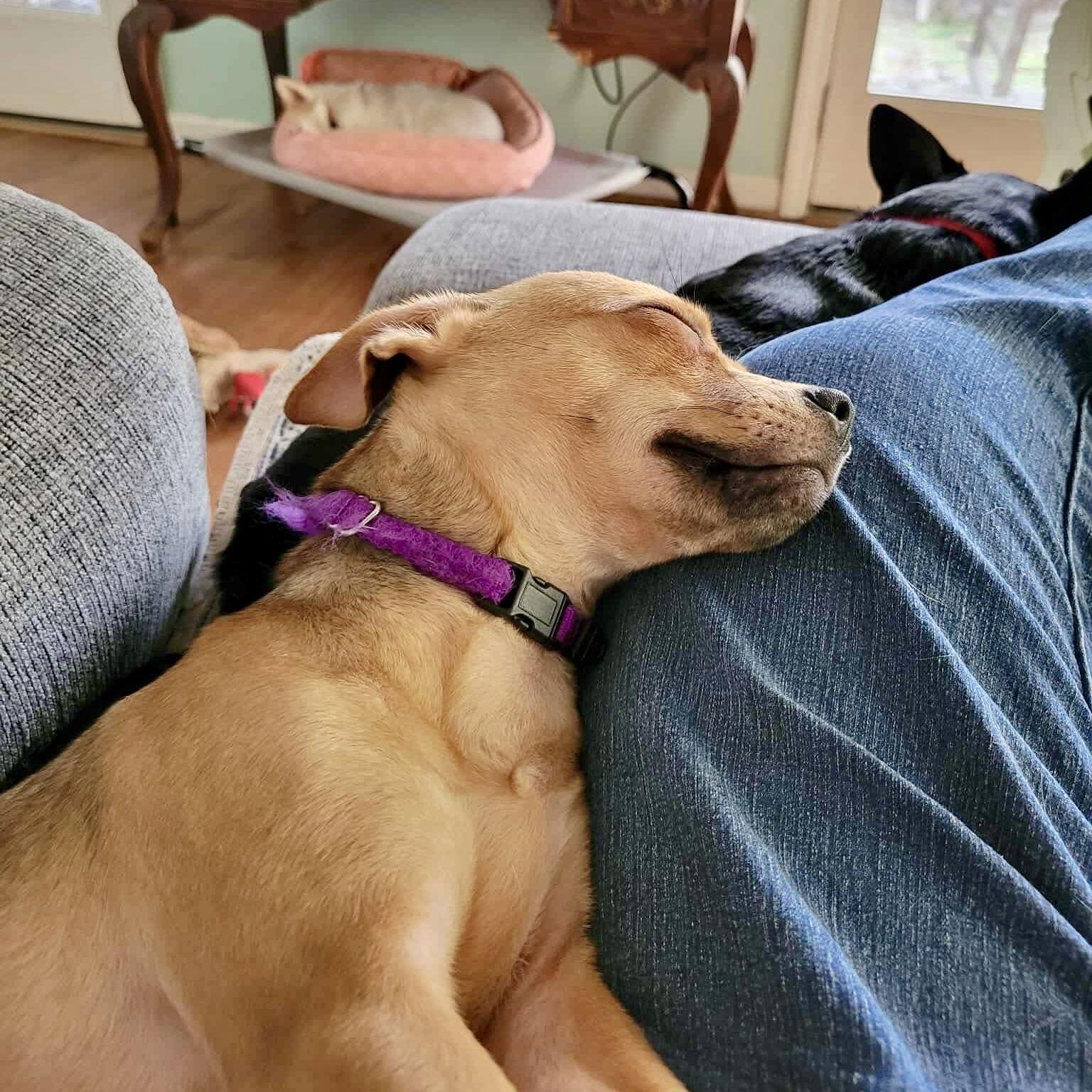 PoppyLeigh, Adoptable, Puppy Female Chihuahua.