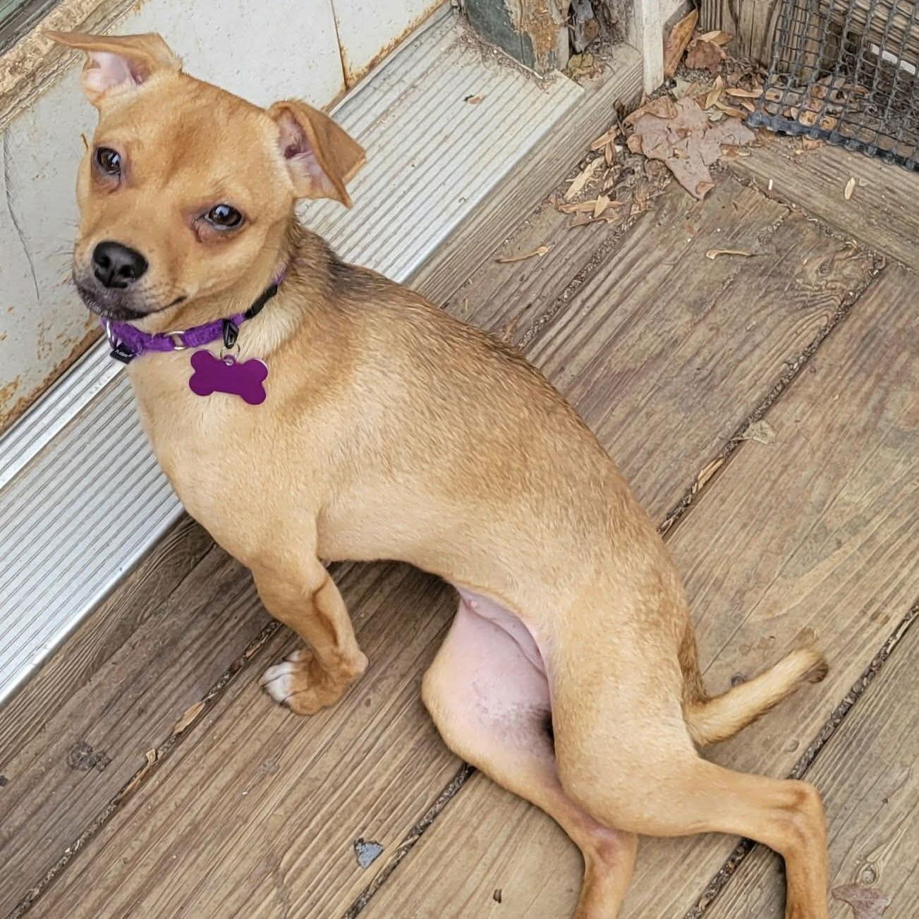 Enlarge PoppyLeigh, a Adoptable Chihuahua in Hillsborough , NC image 2/3