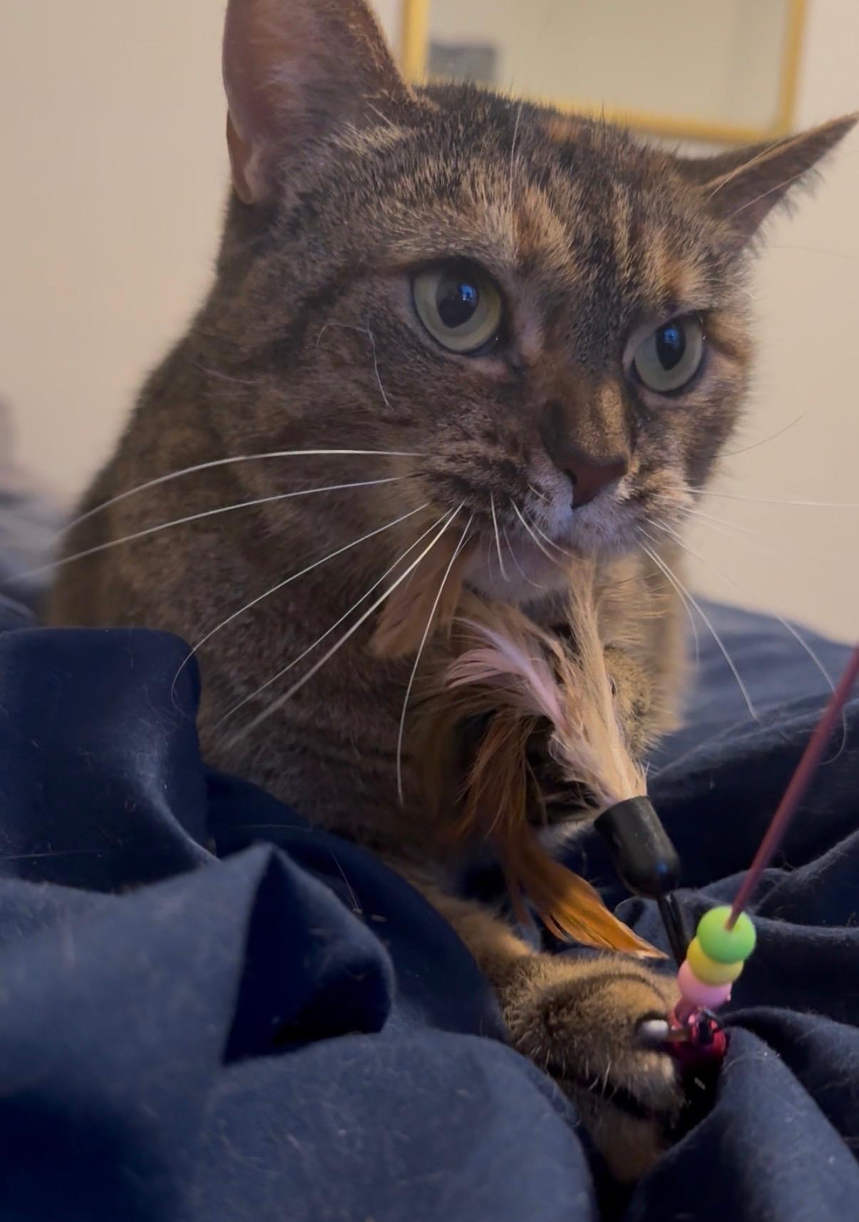 Enlarge Morrigan, a Adoptable Domestic Short Hair in Toledo, OH image 1/6