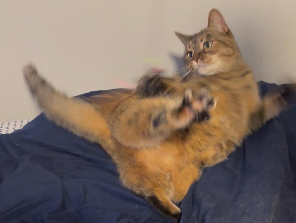 Enlarge Morrigan, a Adoptable Domestic Short Hair in Toledo, OH image 2/6