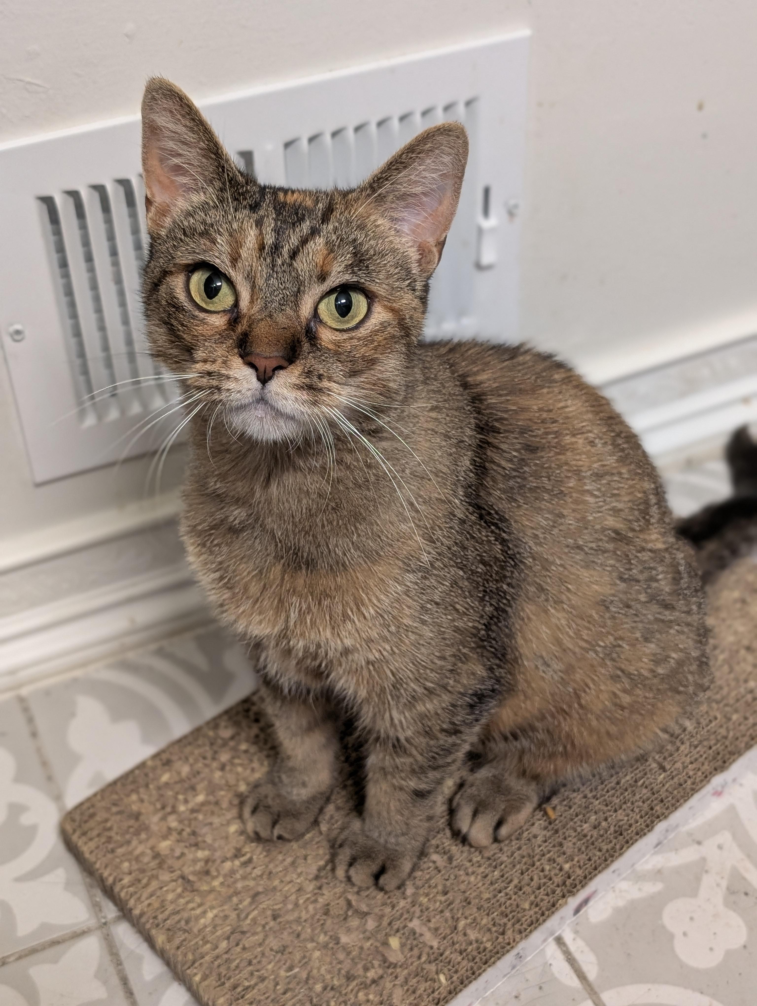 Enlarge Morrigan, a Adoptable Domestic Short Hair in Toledo, OH image 5/6