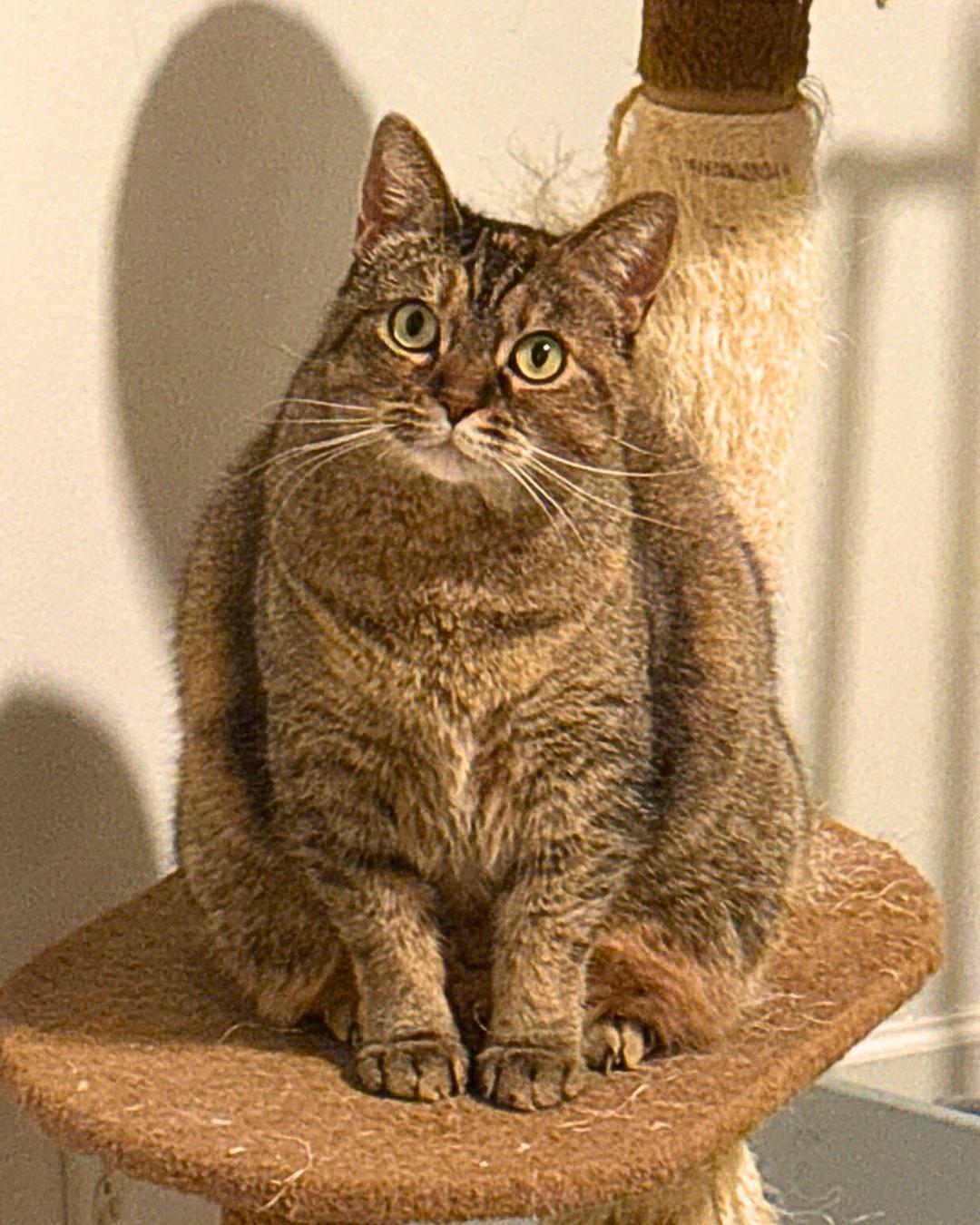 Enlarge Morrigan, a Adoptable Domestic Short Hair in Toledo, OH image 6/6