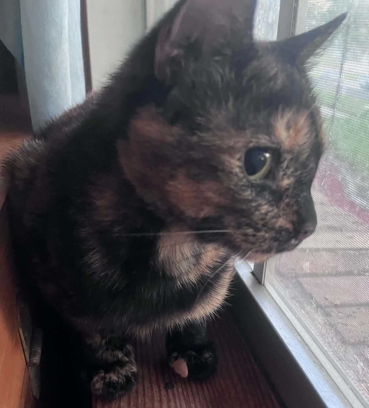 Ramsie, an adopted Tortoiseshell in Orlando, FL image 4/5