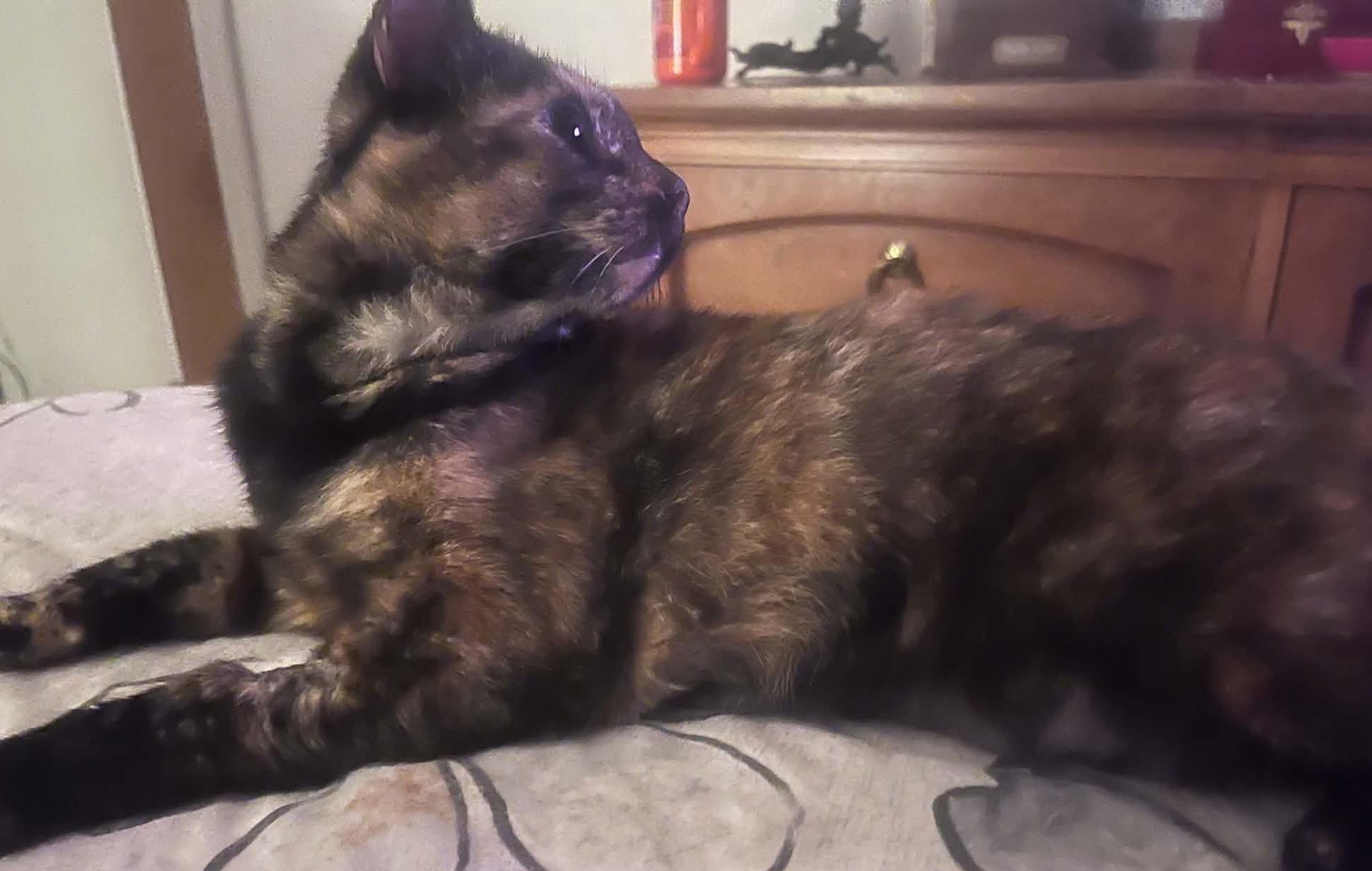 Ramsie, an adopted Tortoiseshell in Orlando, FL image 2/5