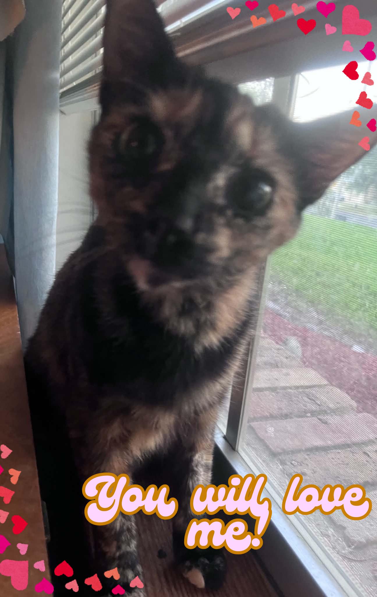 Ramsie, an adopted Tortoiseshell in Orlando, FL image 3/5