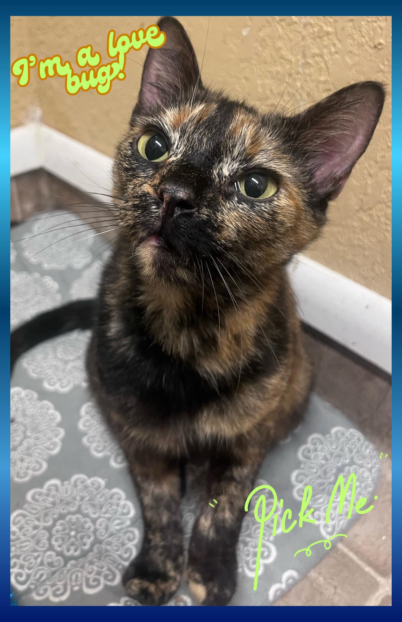 Ramsie, an adopted Tortoiseshell in Orlando, FL image 1/5