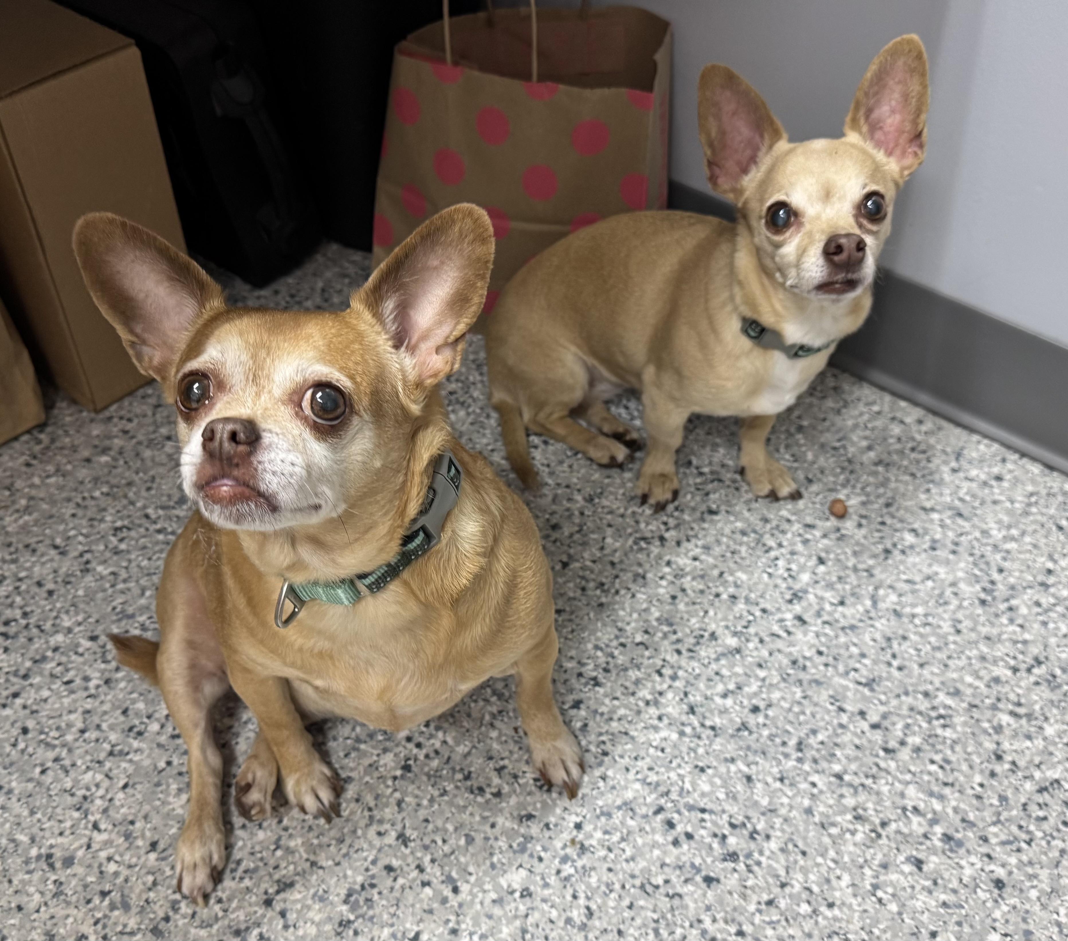 Gonzo and Sugar