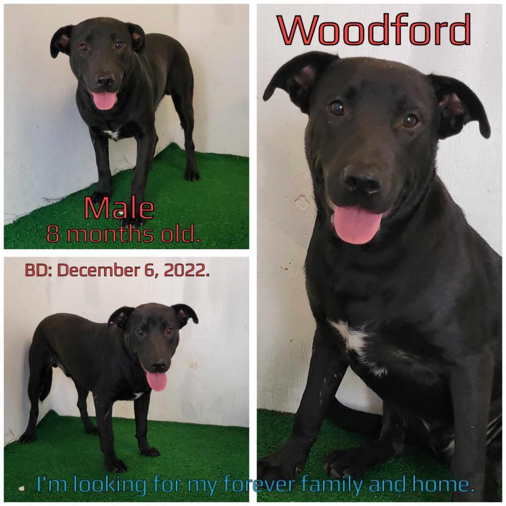 Woodford — thumbnail 2