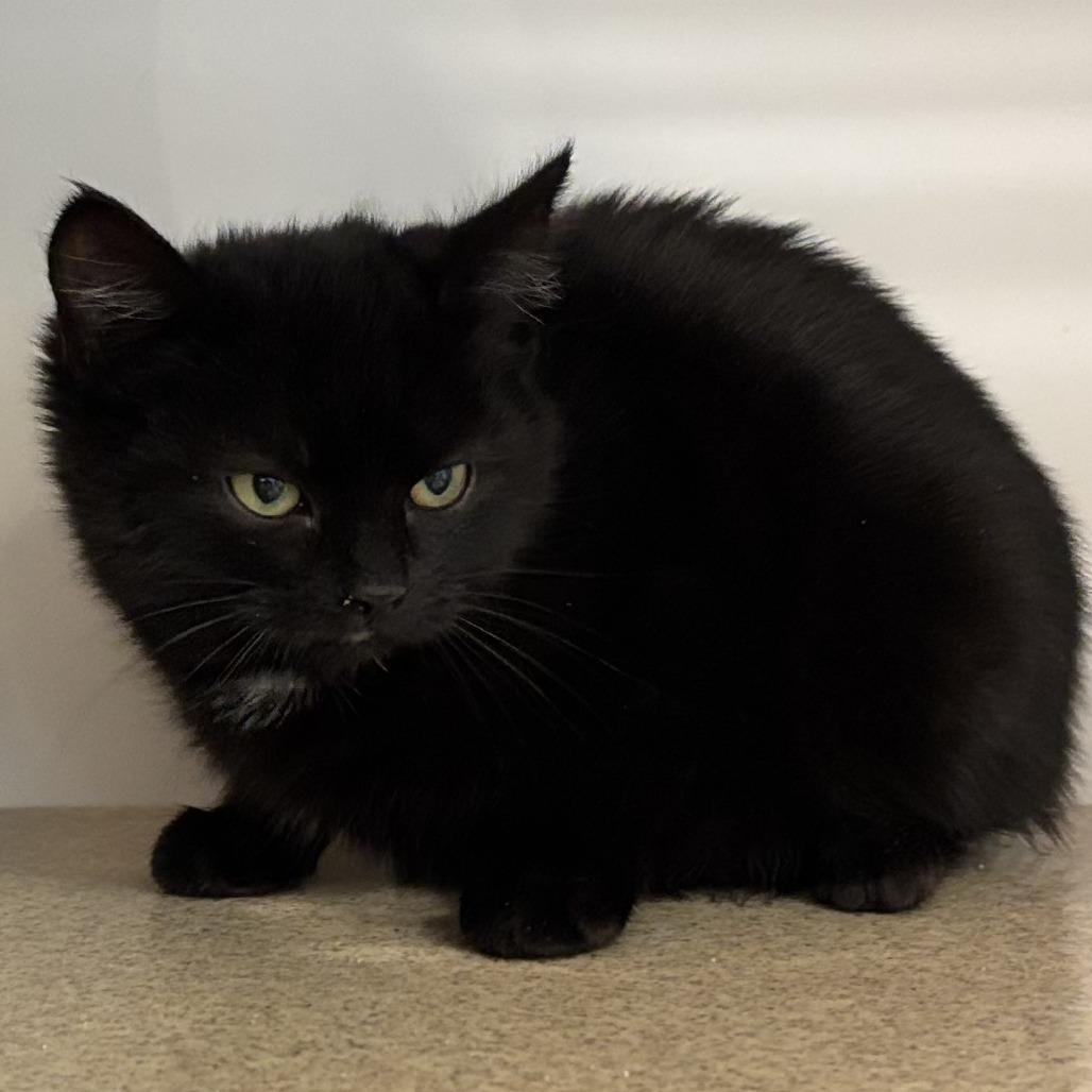 Kermit, Adoptable, Kitten Male Domestic Medium Hair.