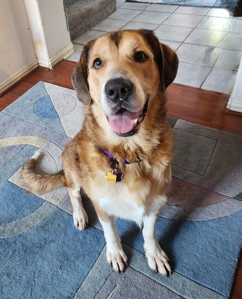 Enlarge Marigold, a Adoptable mixed breed in Richardson, TX image 1/4