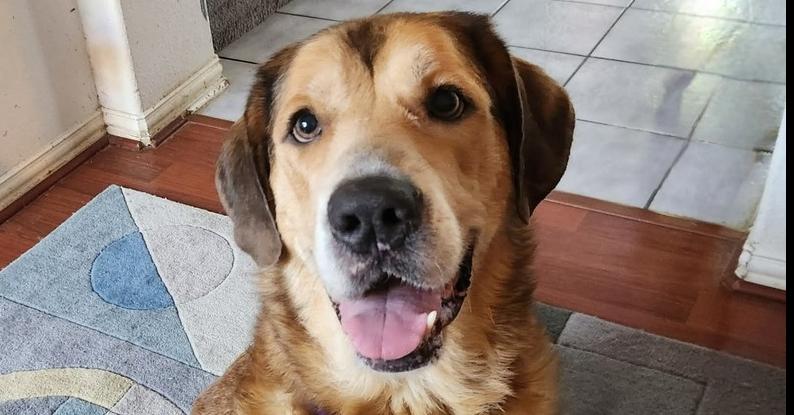 Marigold, Adoptable, Adult Female Labrador Retriever & Great Pyrenees.